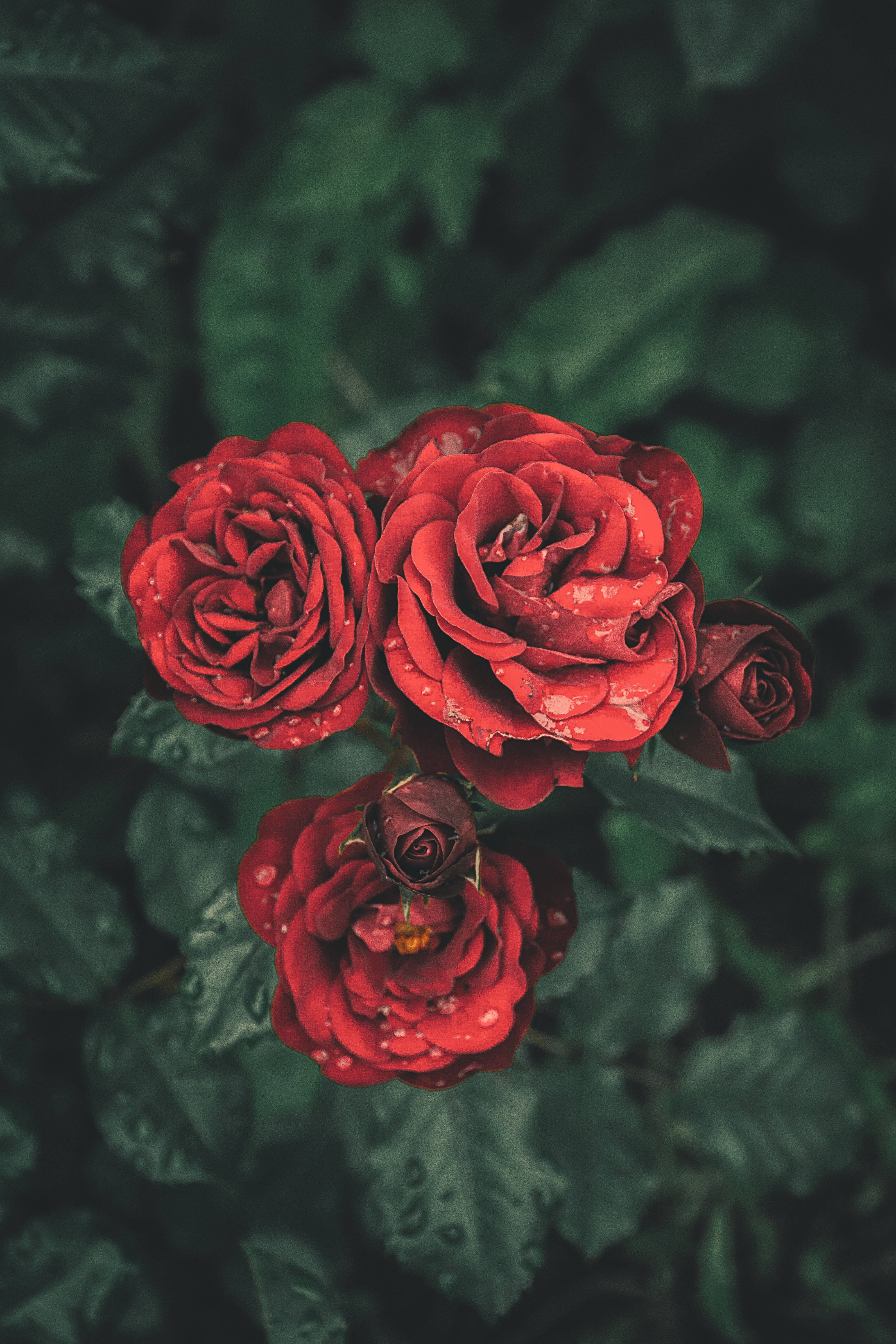 Blodrøde roseblomster Bakgrunner