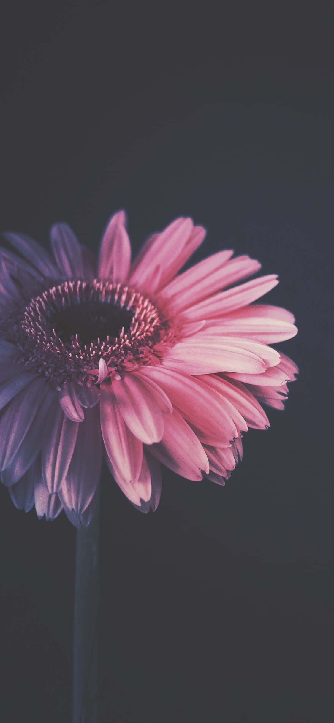 Blomst iPhone Barberton Daisy Mørk Fotografi Bilde Bakgrunner