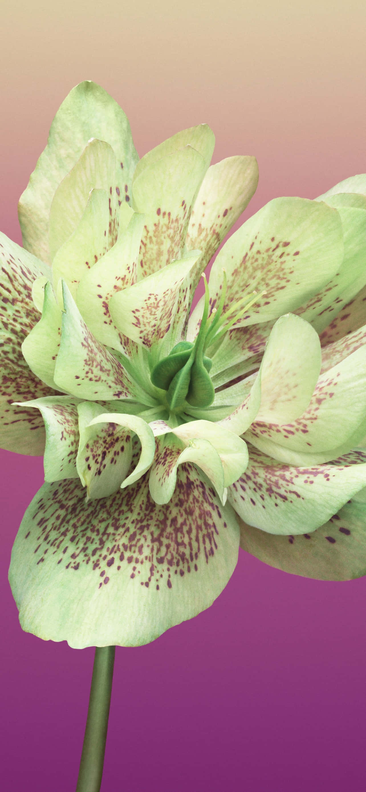 Blomst iPhone Helleborus Orientalis Bilde Bakgrunner