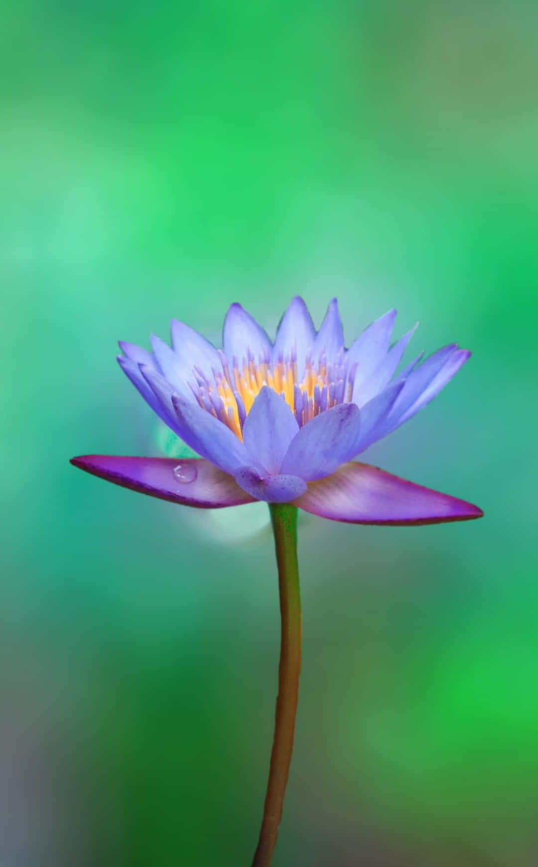 Blomst iPhone Posterazzi Lotus Fotografi Bilde Bakgrunner