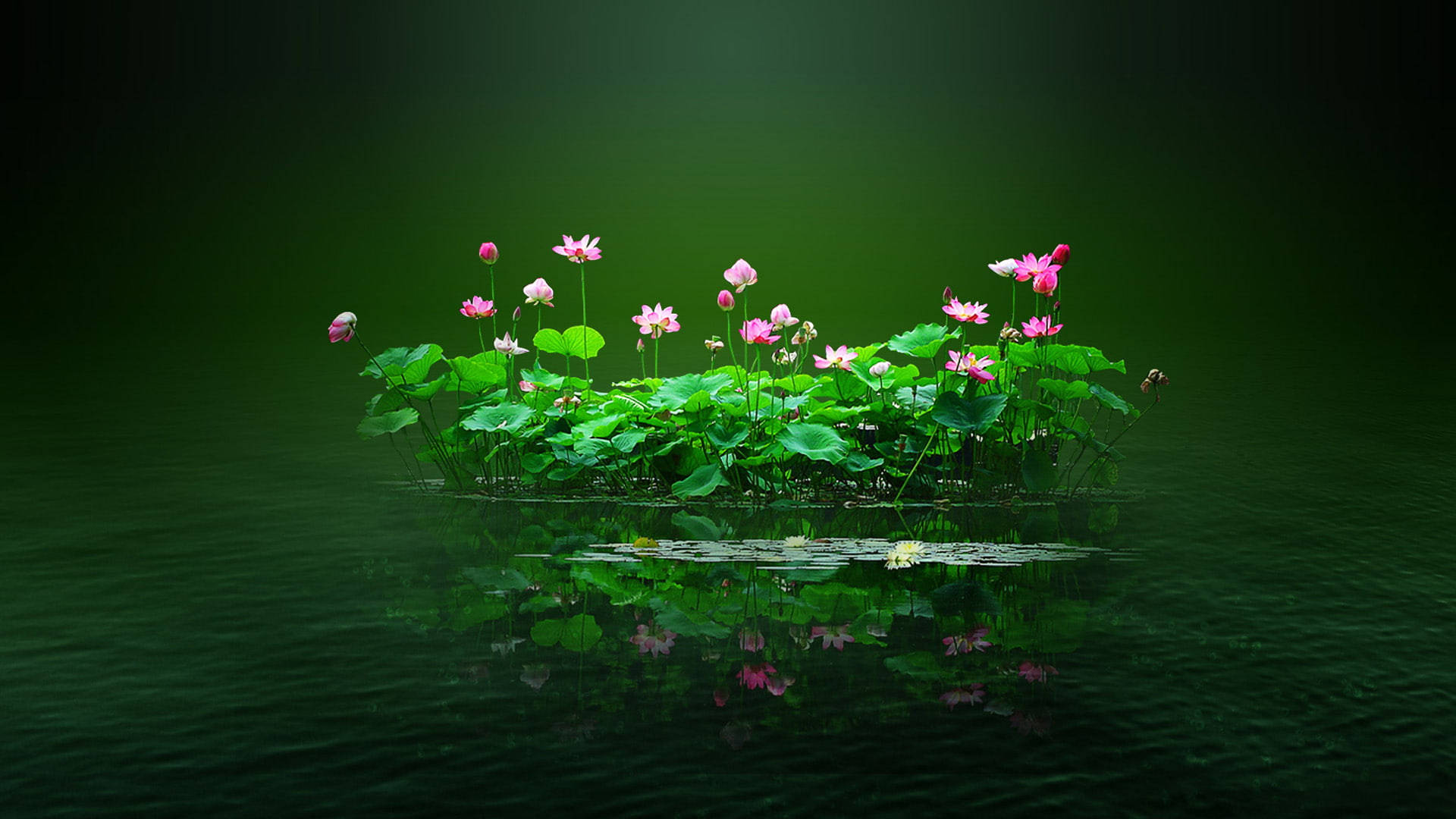 Blomster-PC på lotusdam Bakgrunner