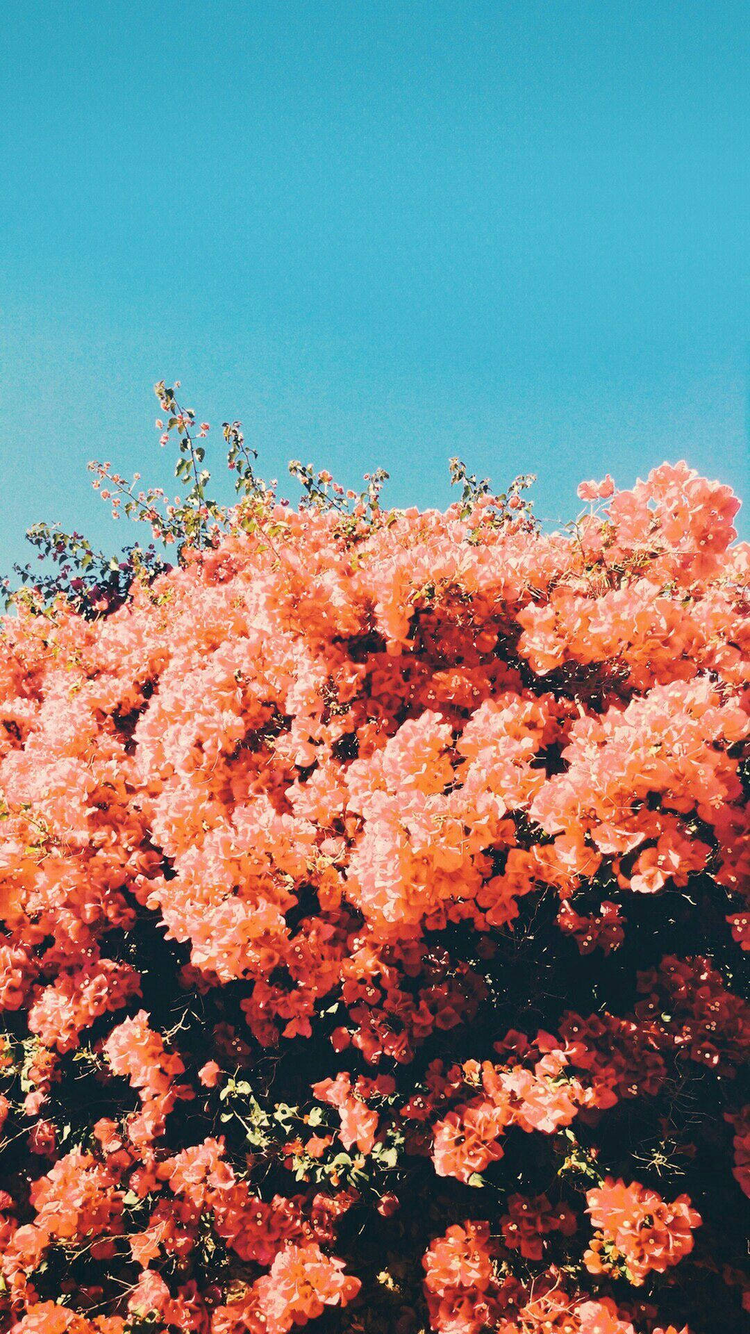 Blomster under blå himmel Bakgrunner