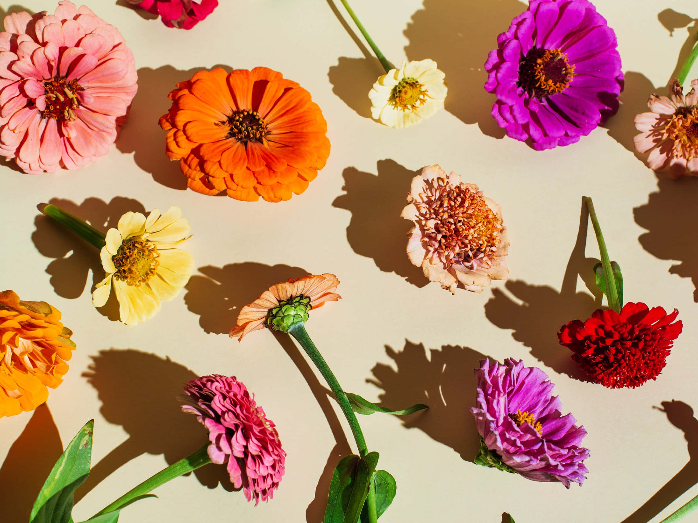 Blomsterbakgrunn Bakgrunner