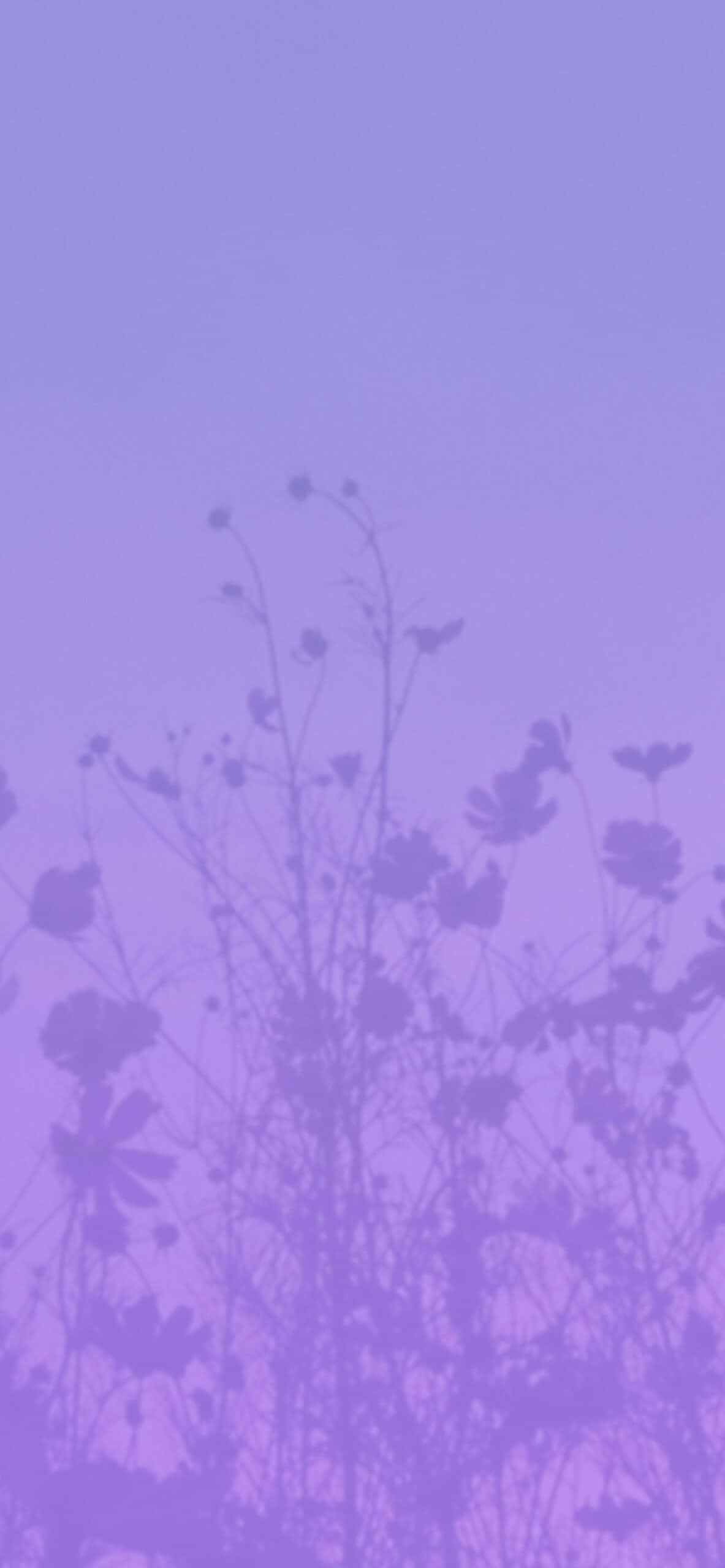Blomstre i estetisk lilla Bakgrunner
