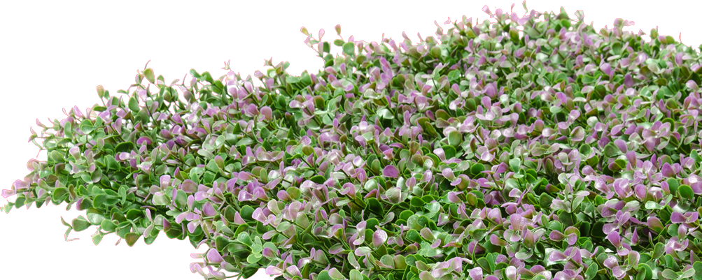 Blomstrende engelsk lavendel PNG Bakgrunner