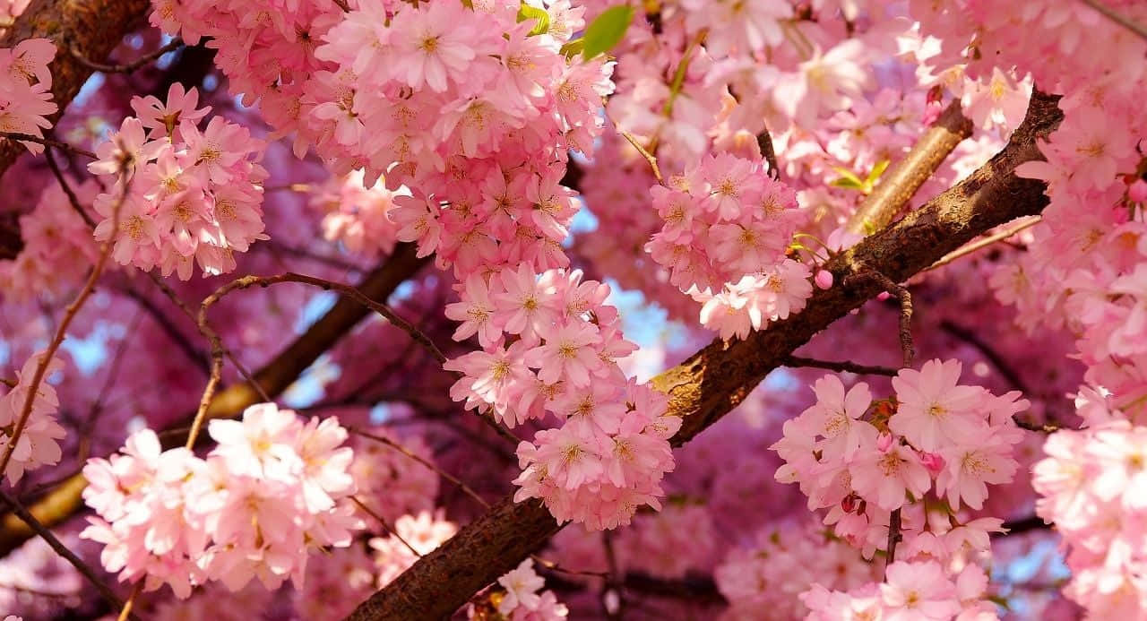 Blomstrende estetiske blomster Bakgrunner