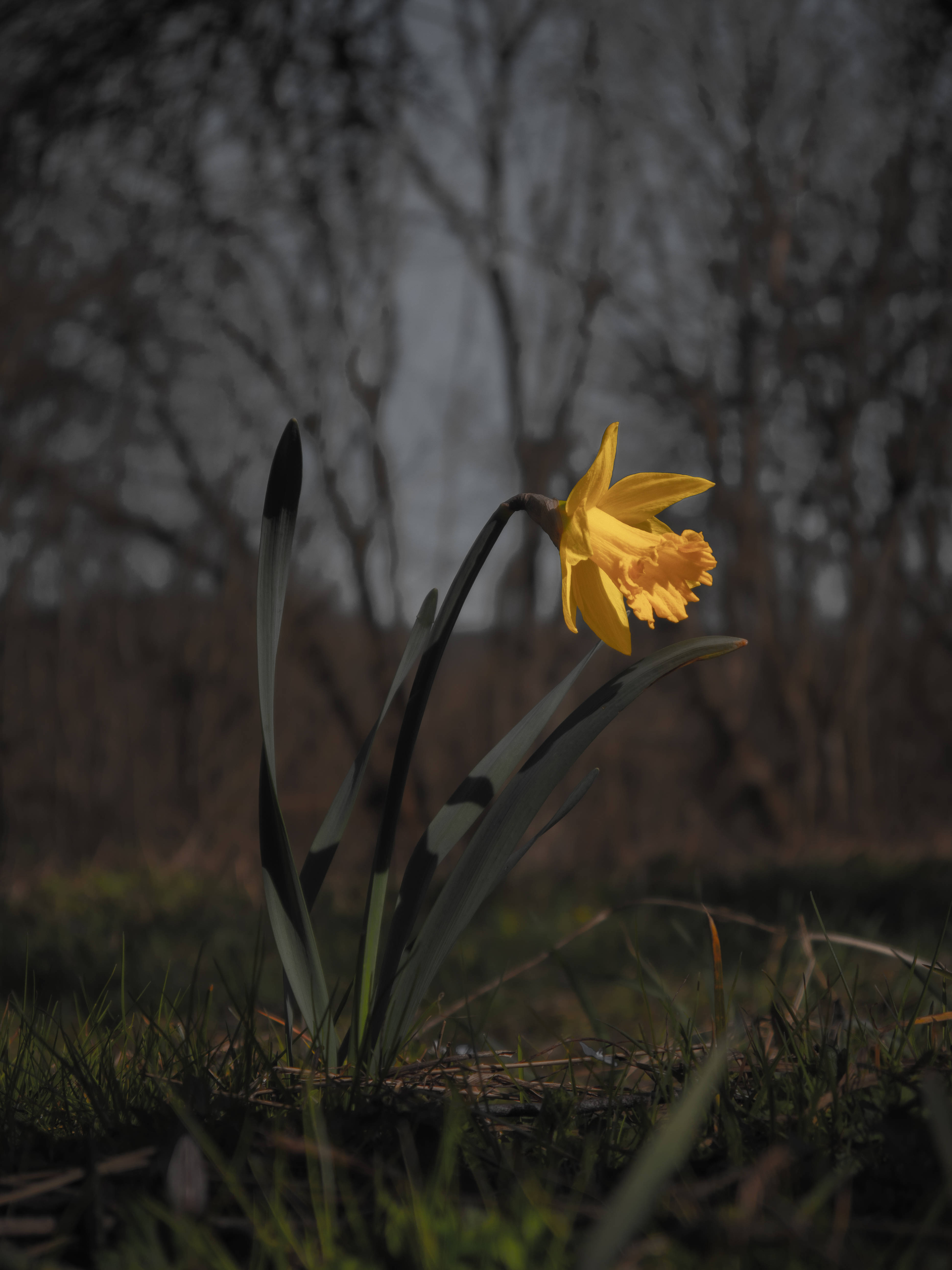 Blomstrende gul påskelilje i skumringen Bakgrunner