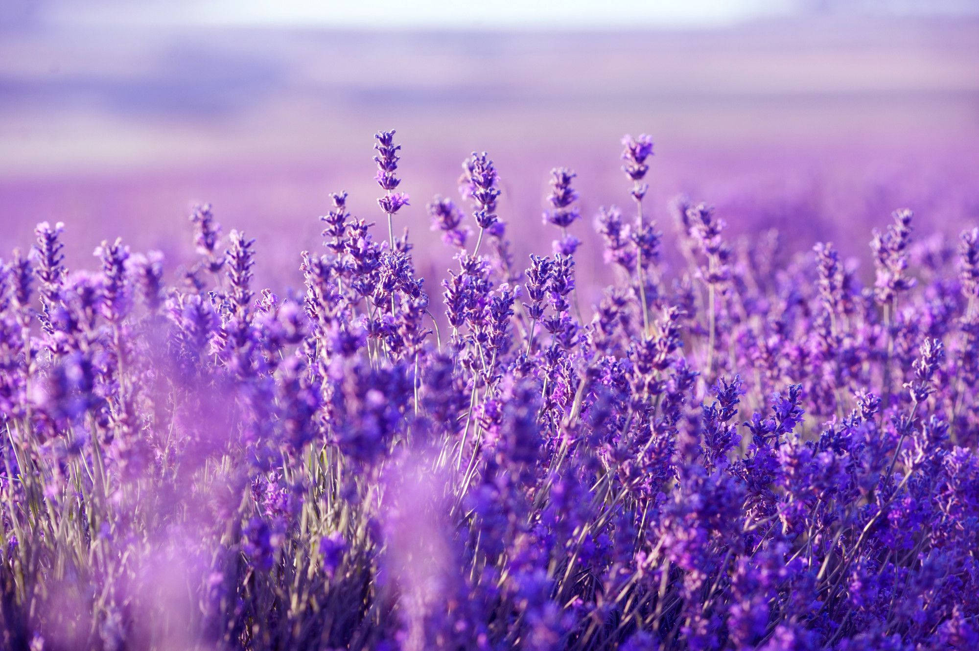Blomstrende lavendel-skrivebord Bakgrunner
