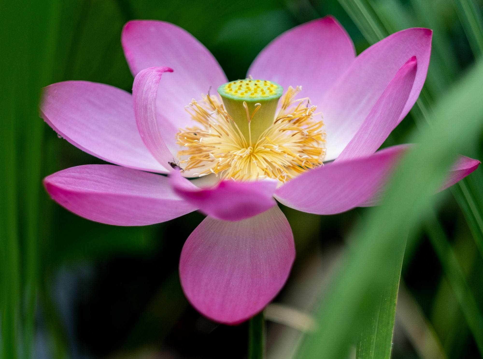 Blomstrende Lotusblomst Bakgrunner