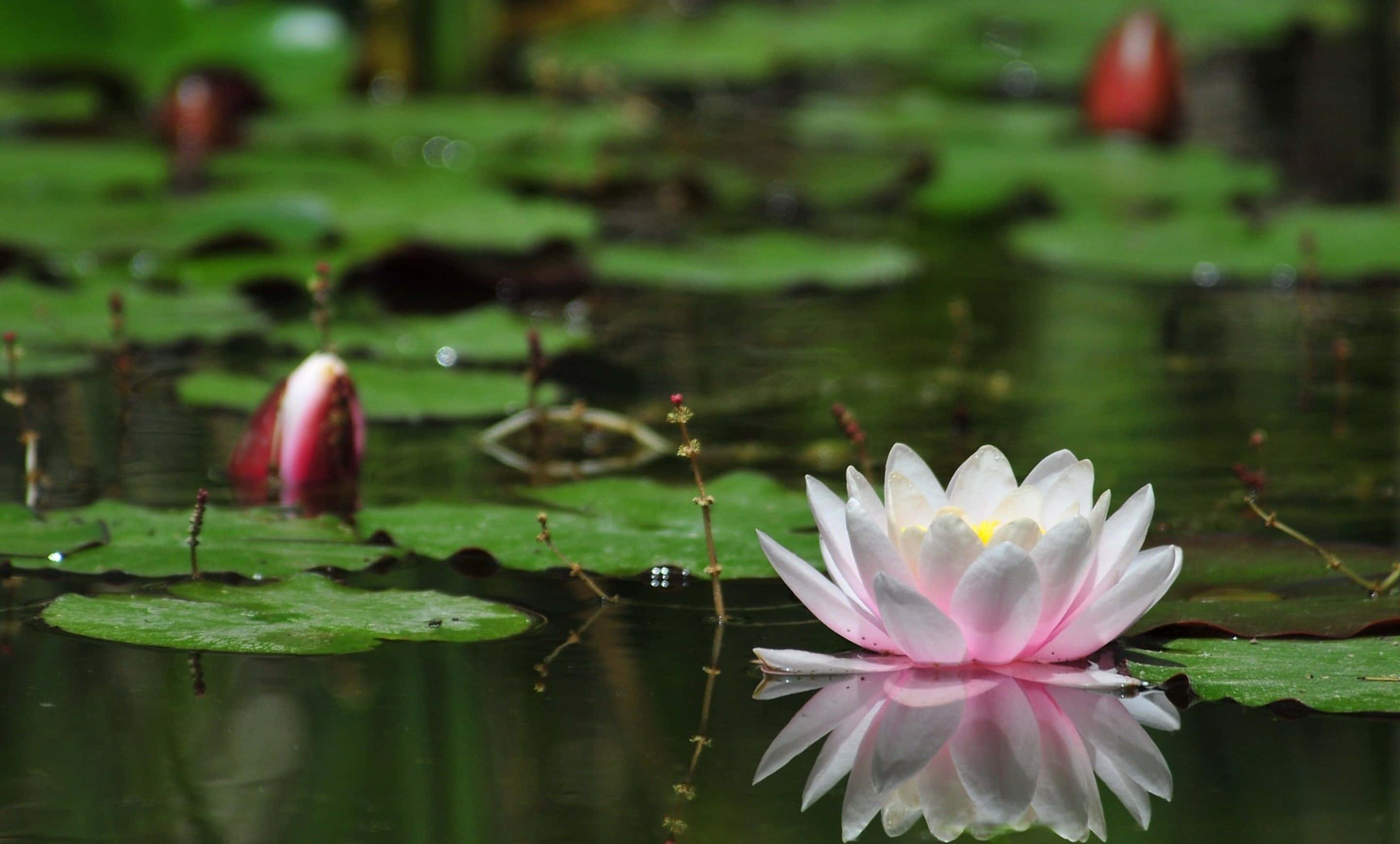 Blomstrende Lotusblomst Bakgrunn Bakgrunner