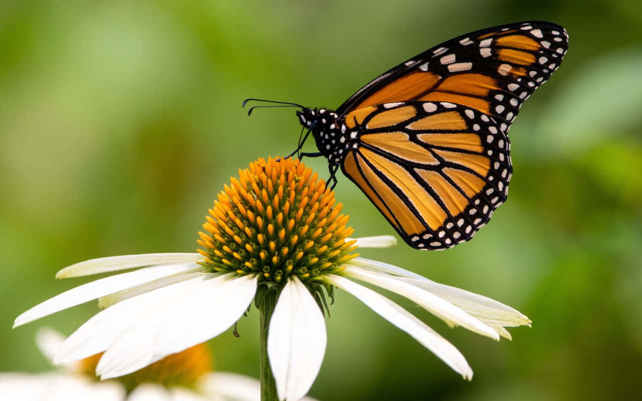 Blomstrende natur om våren Bakgrunner