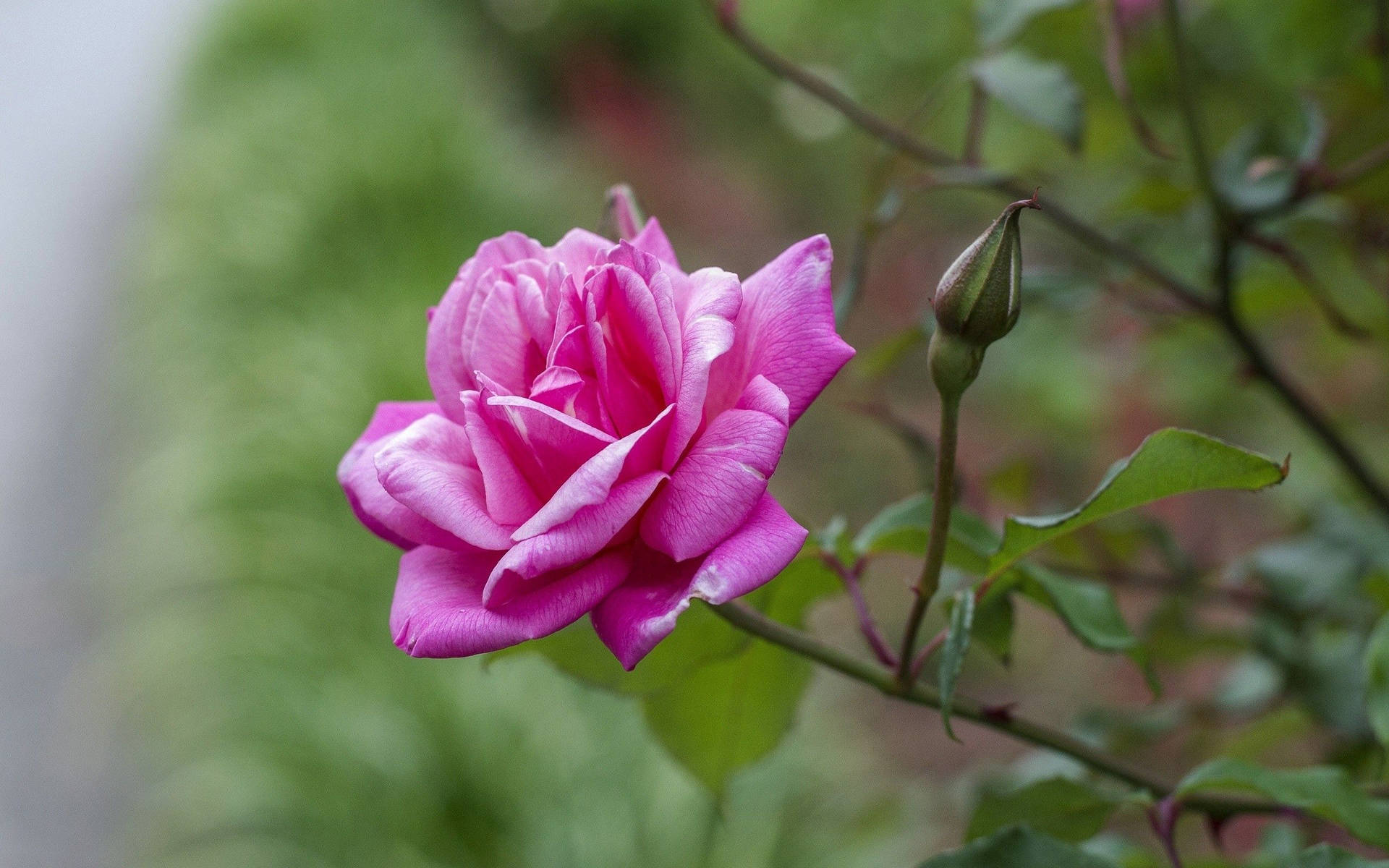 Forhåndsvisning av bakgrunnsbilder rose, kronblader, gren