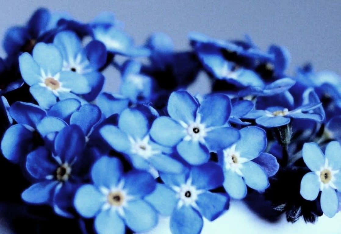 Blomstrende skjønnhet – en fantastisk estetisk blomsterbakgrunn Bakgrunner