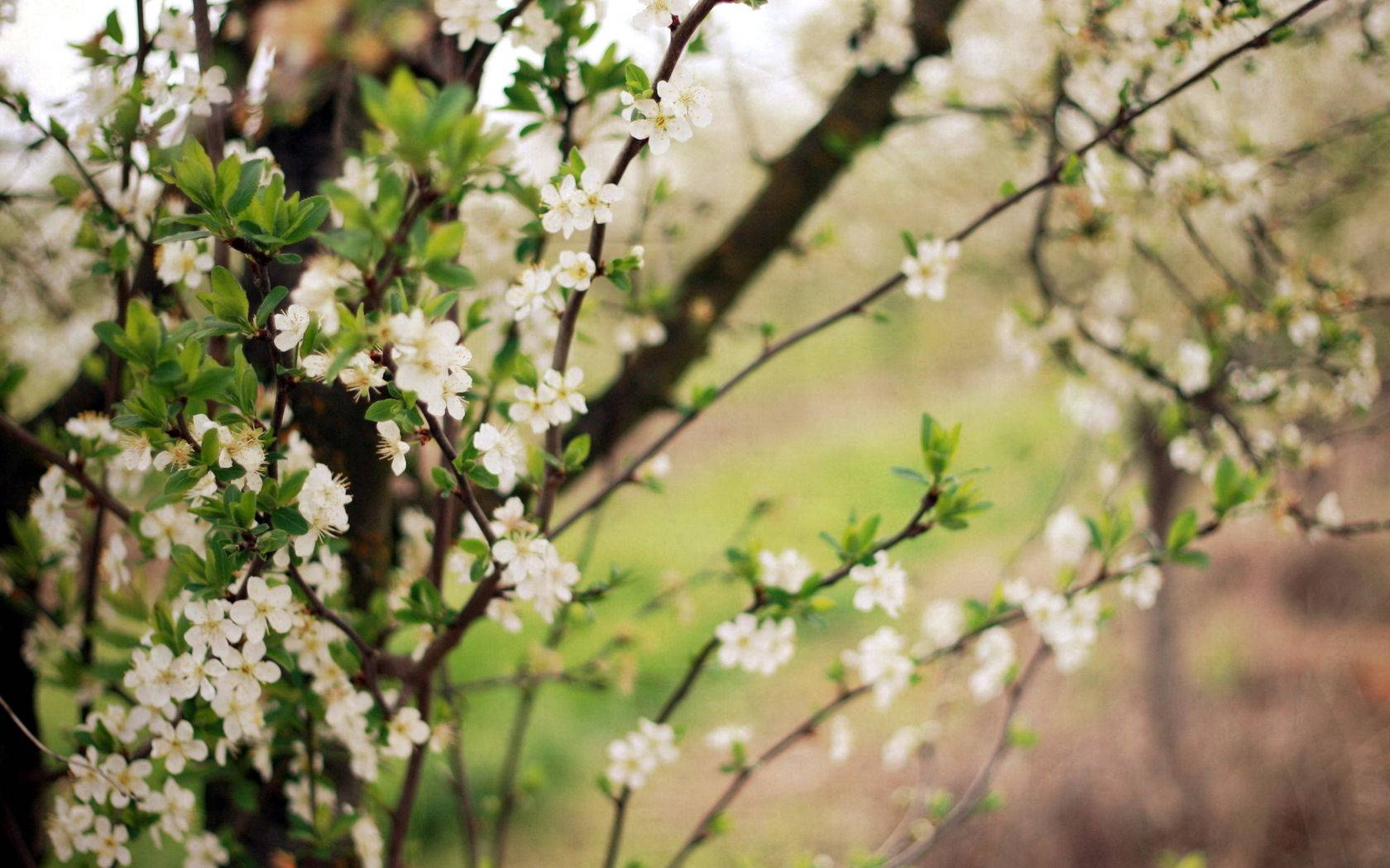 Blomstrende vårtrær Bakgrunner