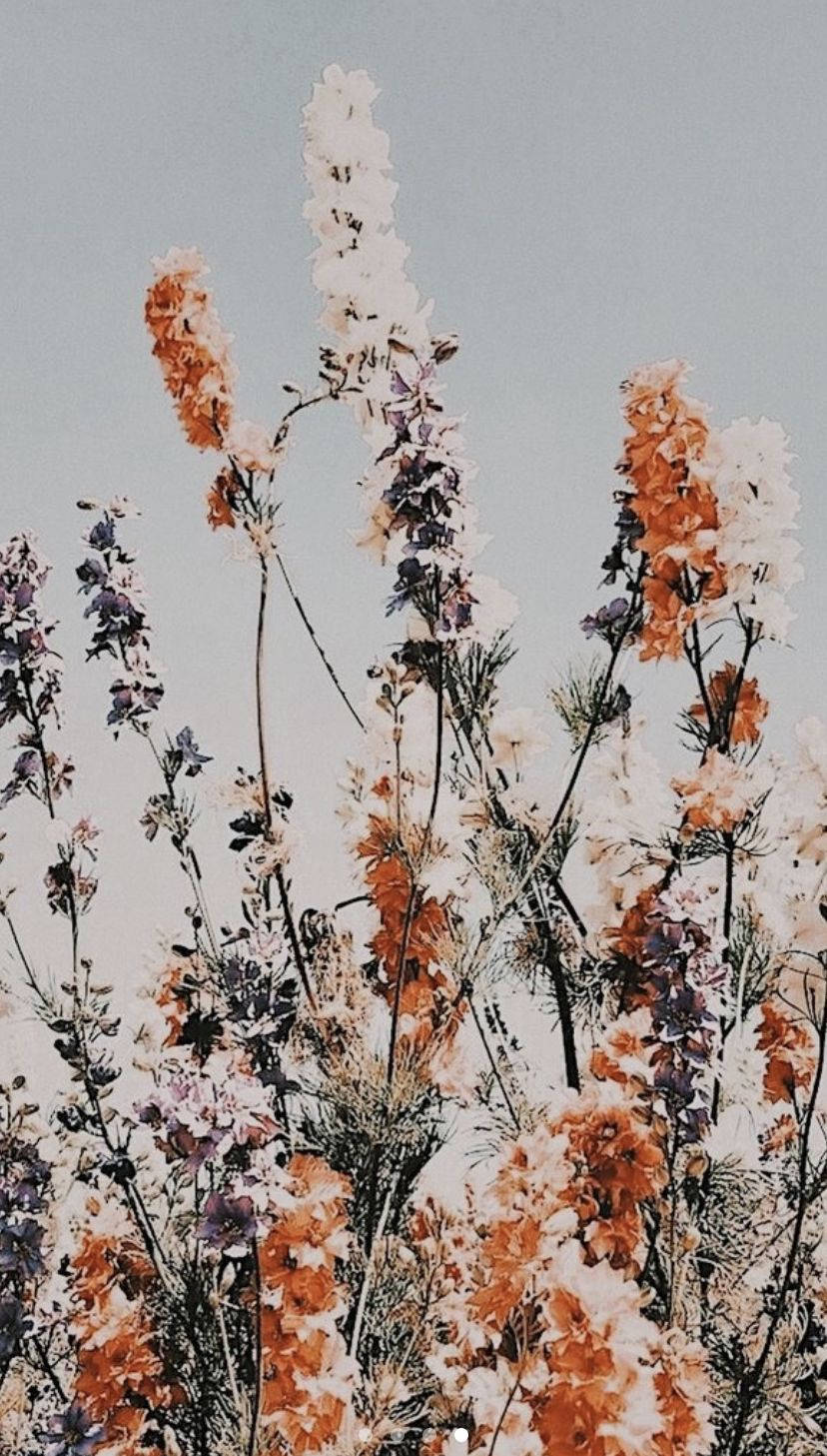 Boho estetisk blomsterhage Bakgrunner