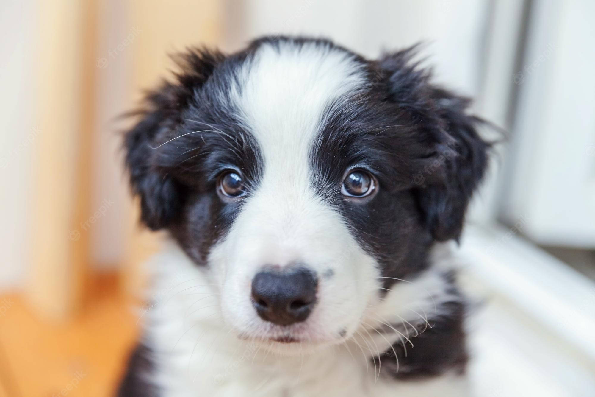 Border Collie Valp Blikk Bakgrunner