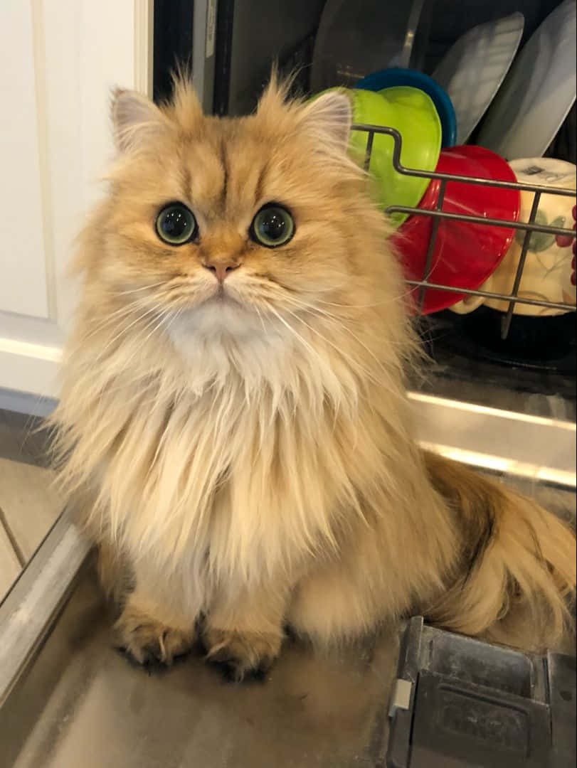 Bortskjemt perserkatt bilde Bakgrunner