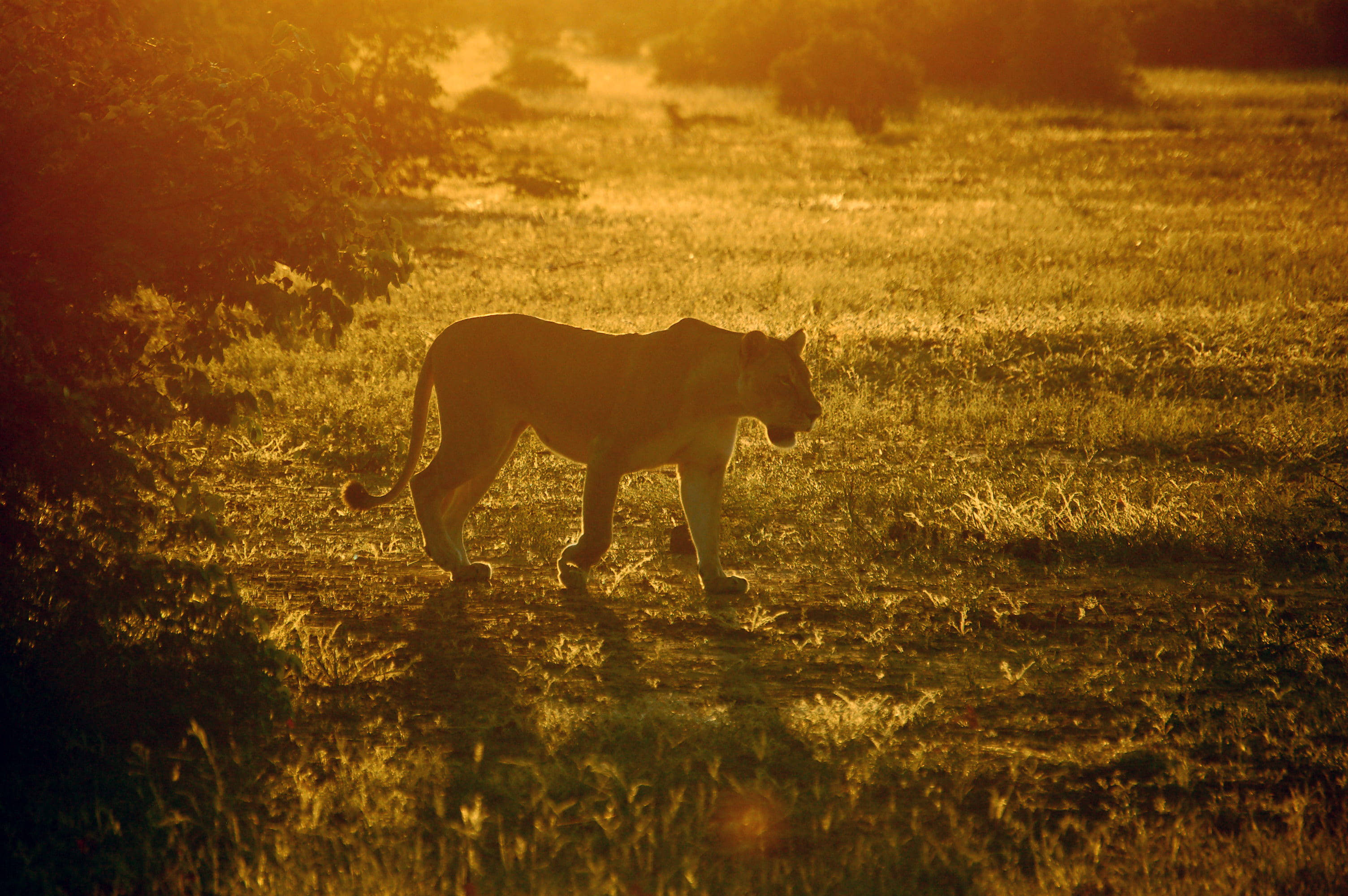Botswana sollys løvinne Bakgrunner