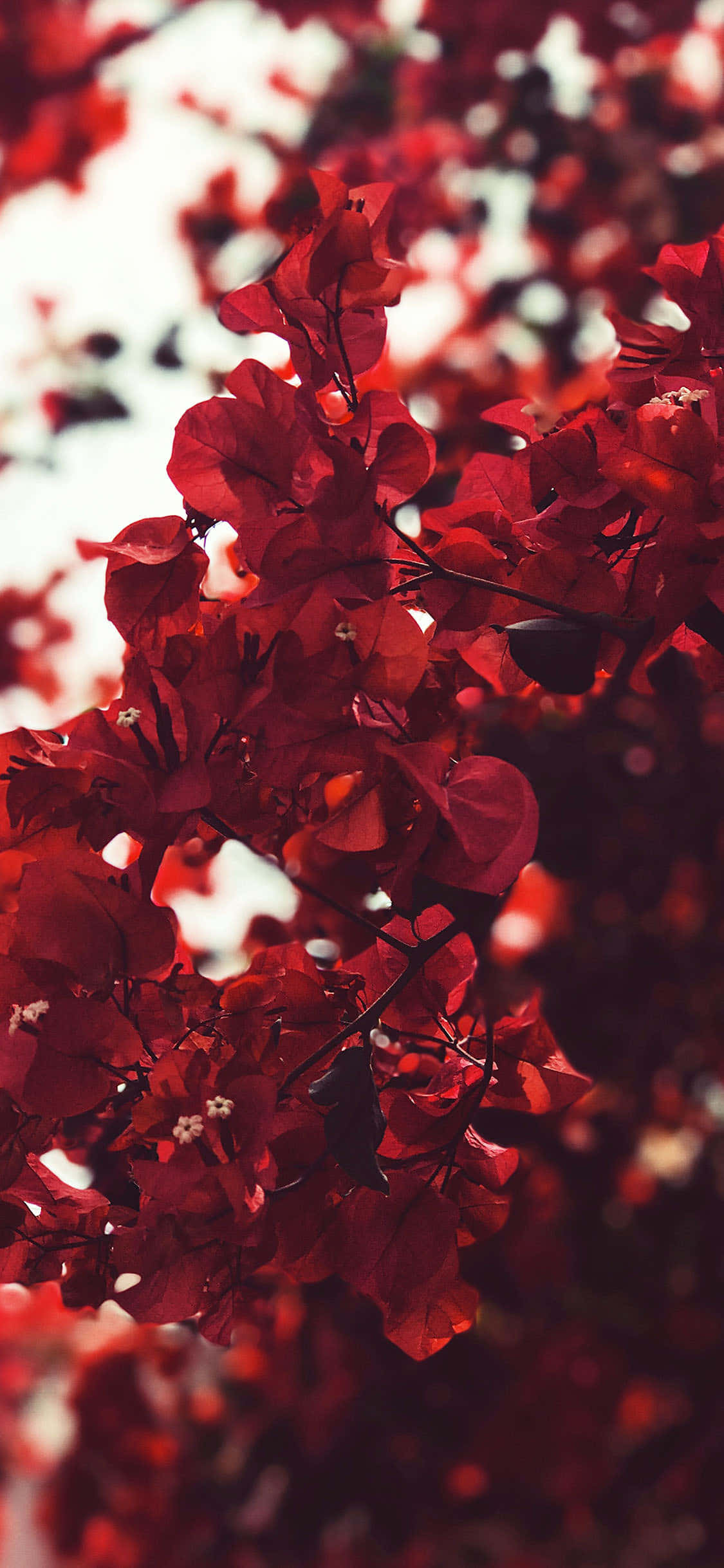 Bougainvillea Bush Estetisk Rød Bakgrunn Bakgrunner