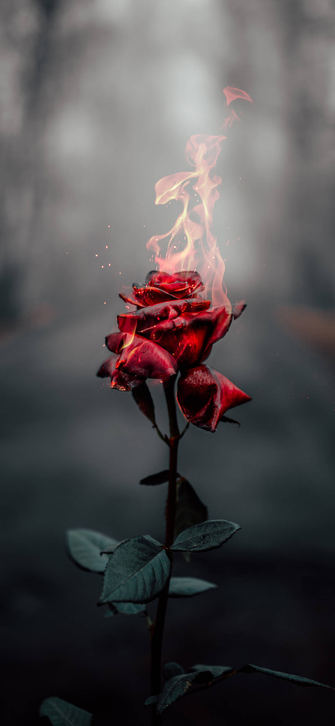 Brennende Rose Estetisk iPhone XR Bakgrunner