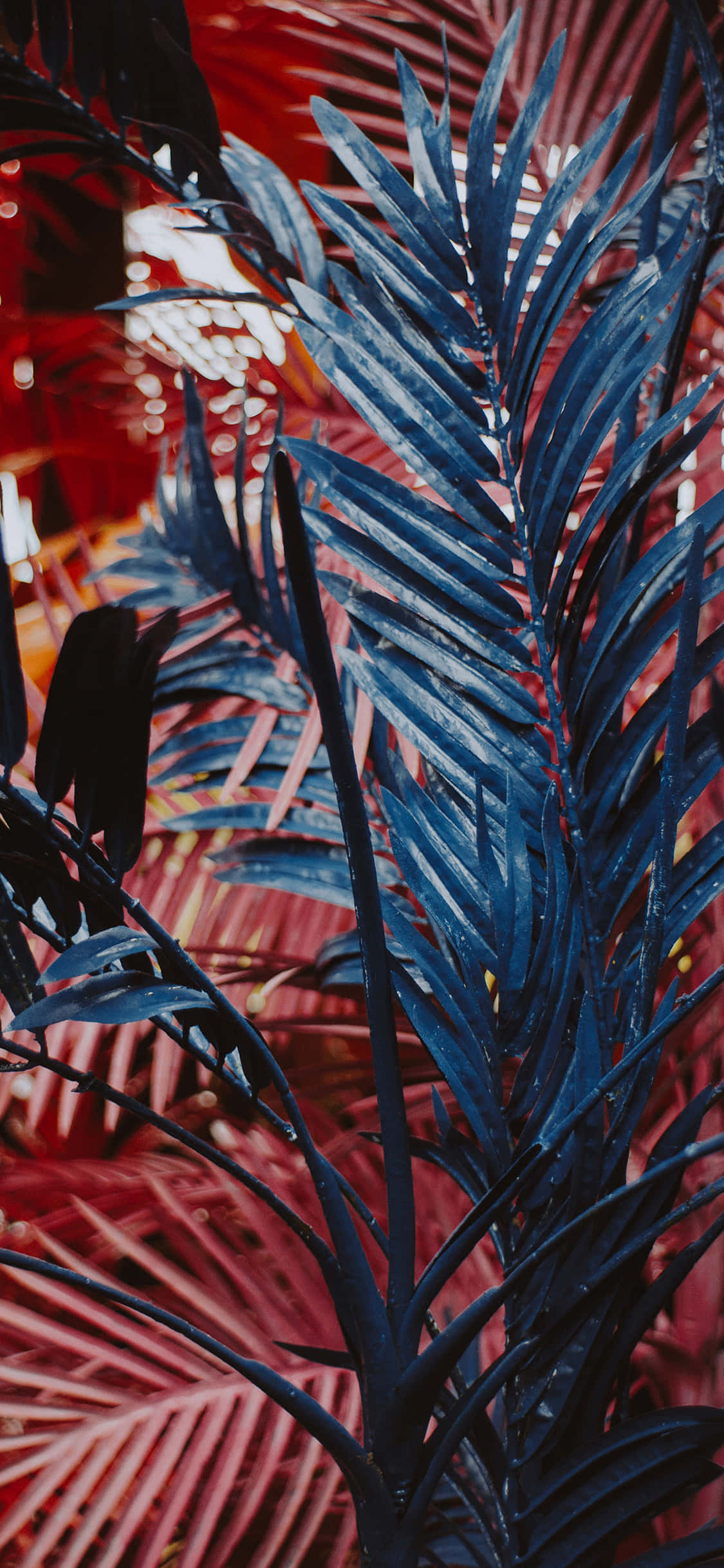Bring en plantes naturlige skjønnhet til din smarttelefon Bakgrunner