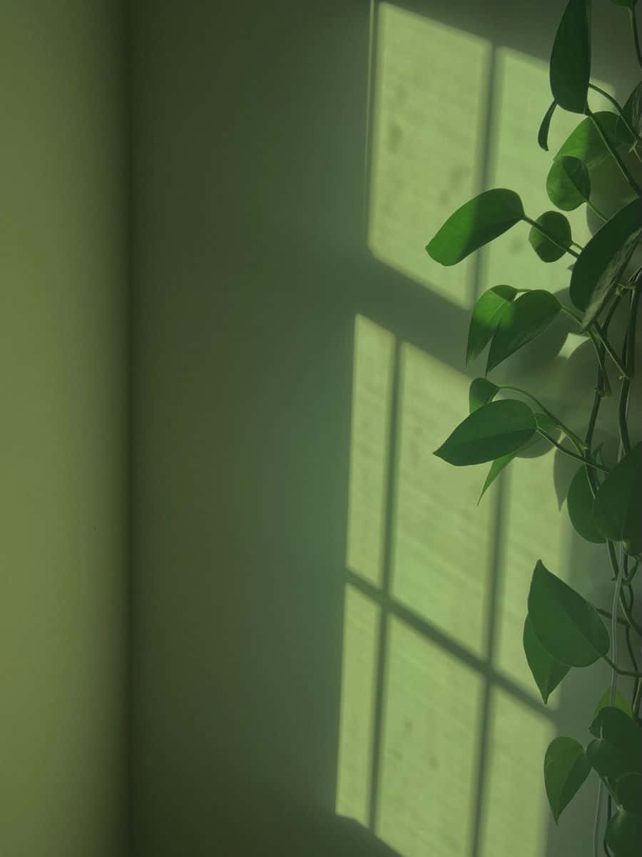 Bring et snev av naturen inn i hjemmet ditt med en fantastisk Sage Green-estetikk Bakgrunner
