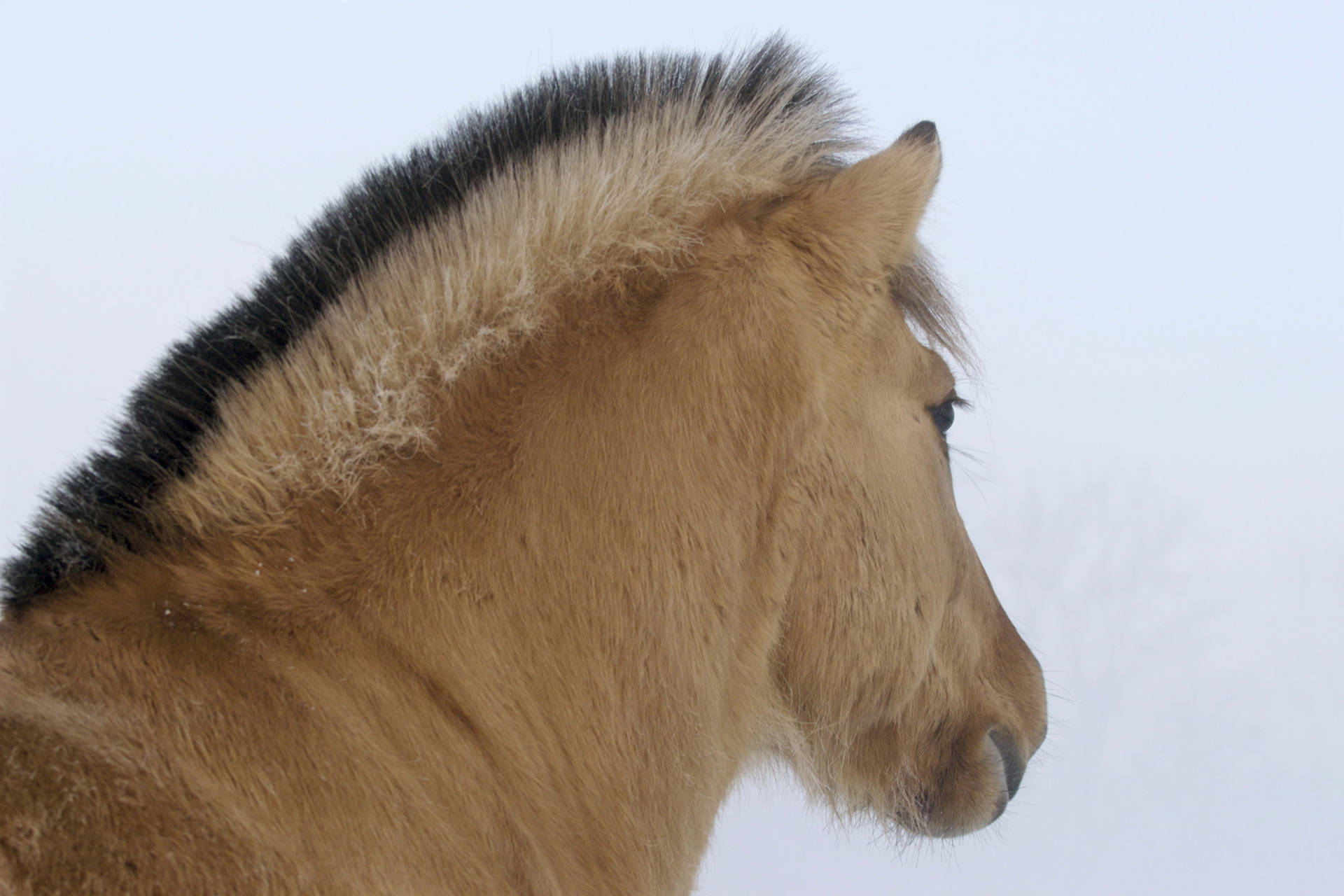 Søt brun hest i vintersnø bakgrunnsbilde
