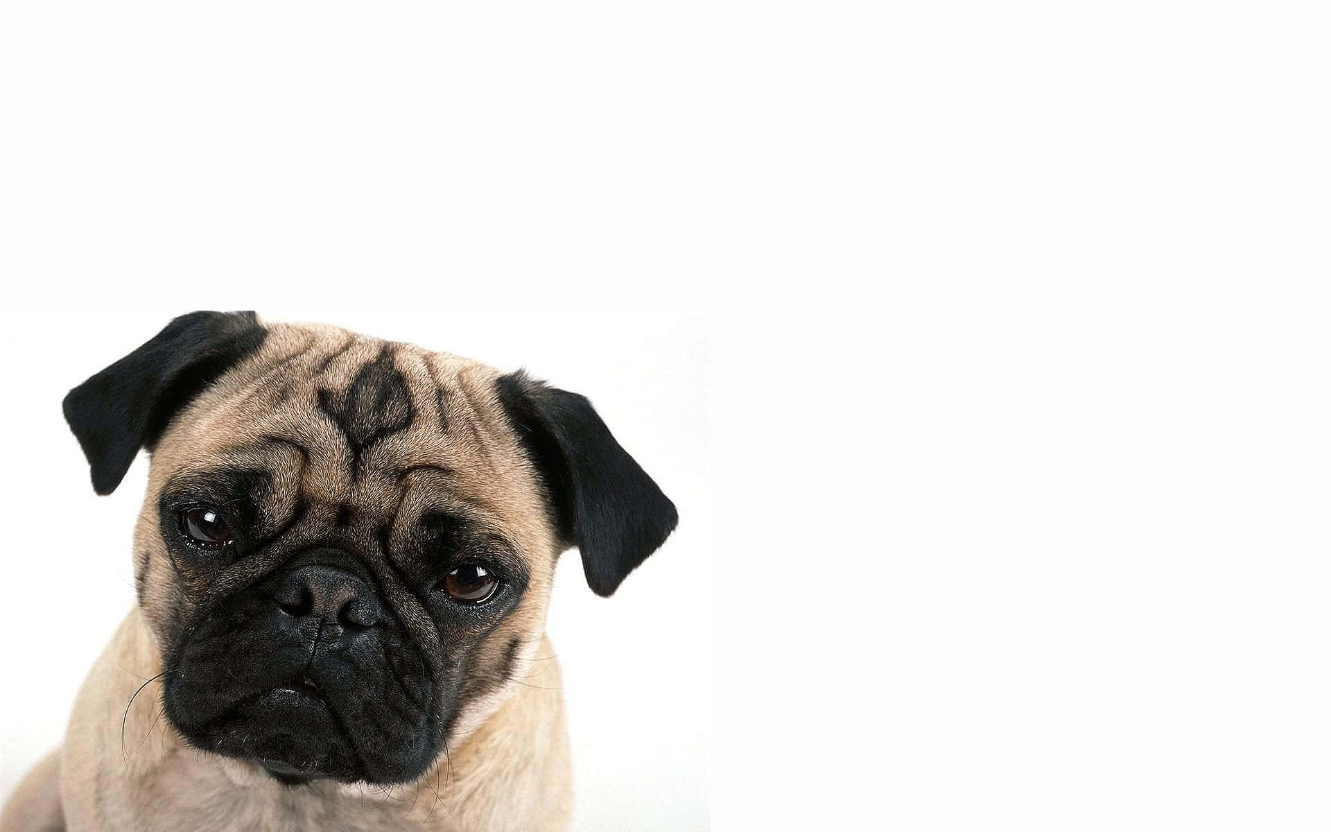 Brun mops hund fotoshoot Bakgrunner