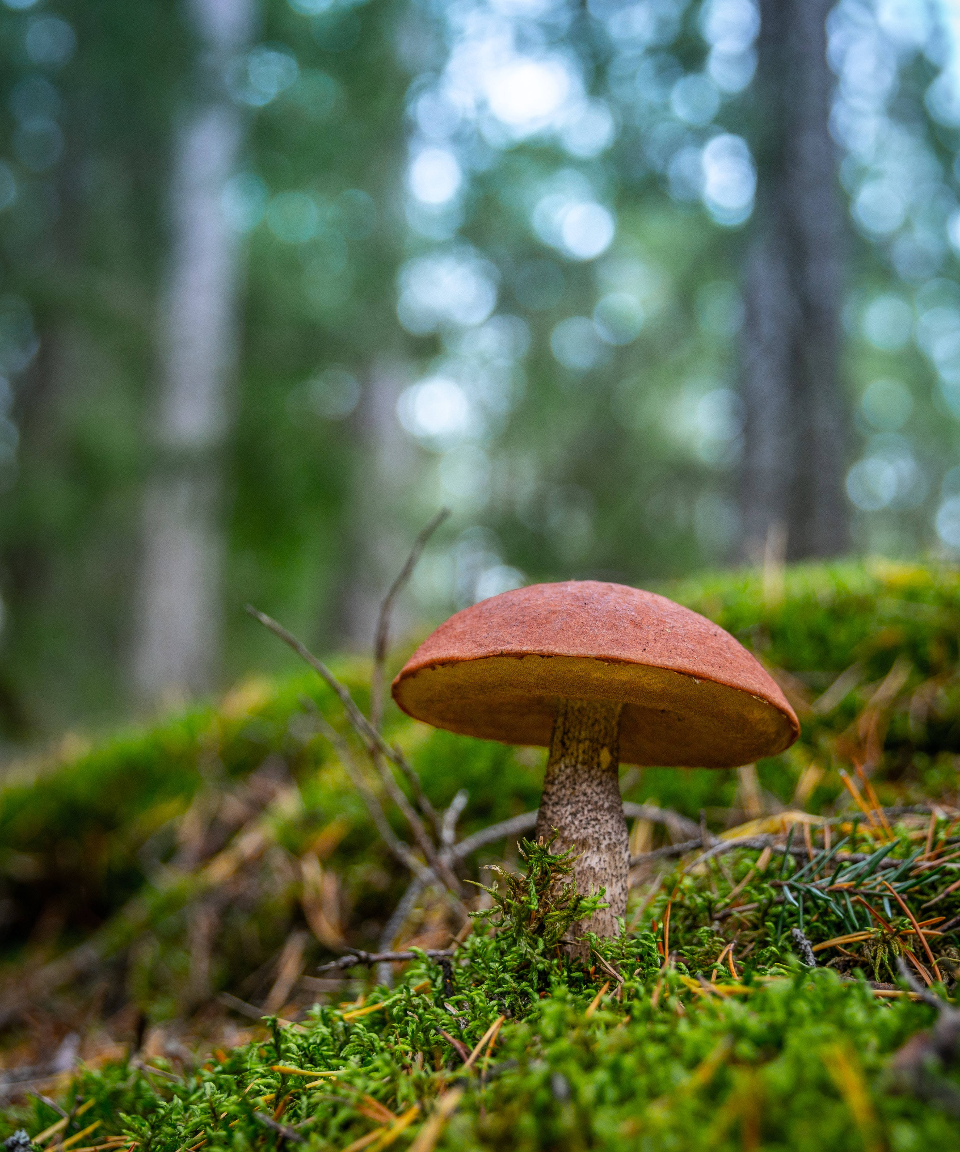 Brun sopp estetikk Bakgrunner