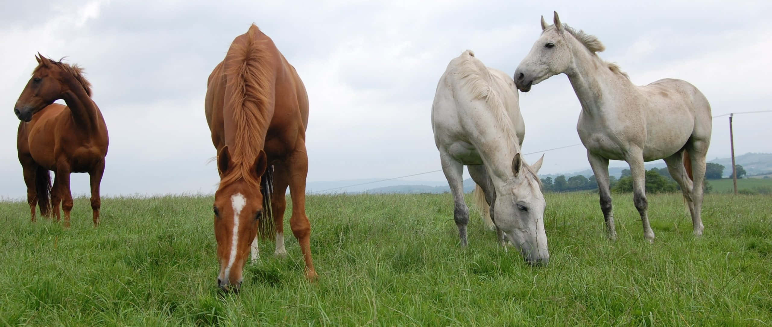 Brune og hvite hester bilder Bakgrunner