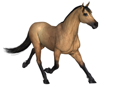 Buckskin-hest på svart bakgrunn Bakgrunner