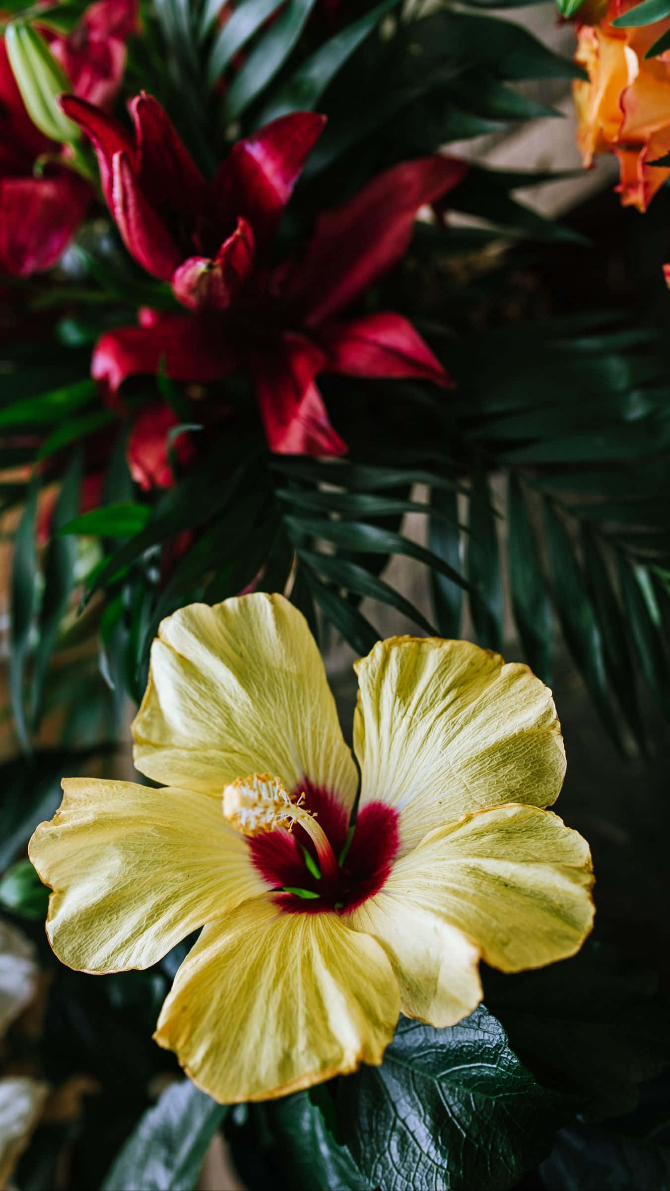 Bukett med gule hibiskusblomster Bakgrunner