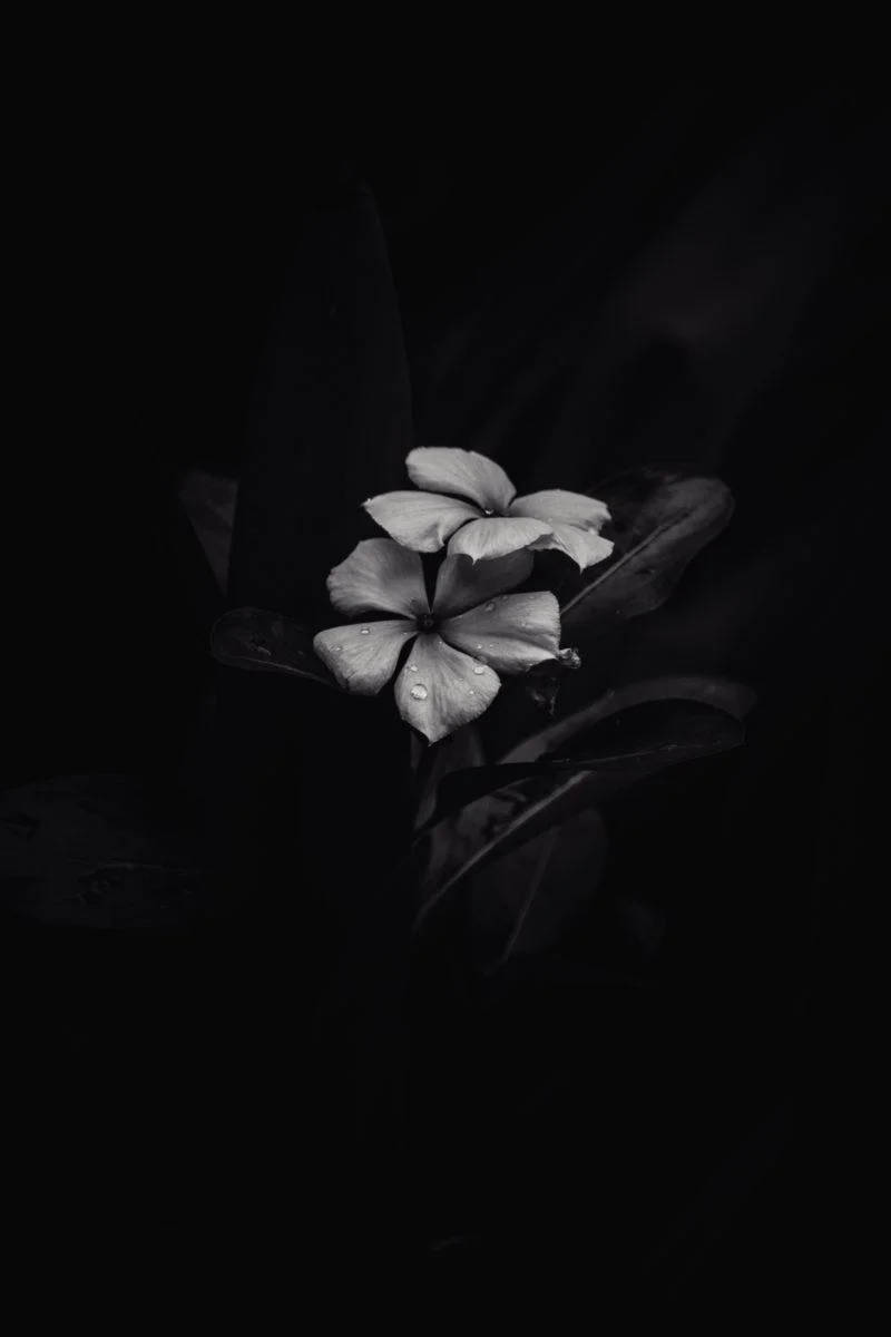 BW Frangipani iPhone Mørk Bakgrunner