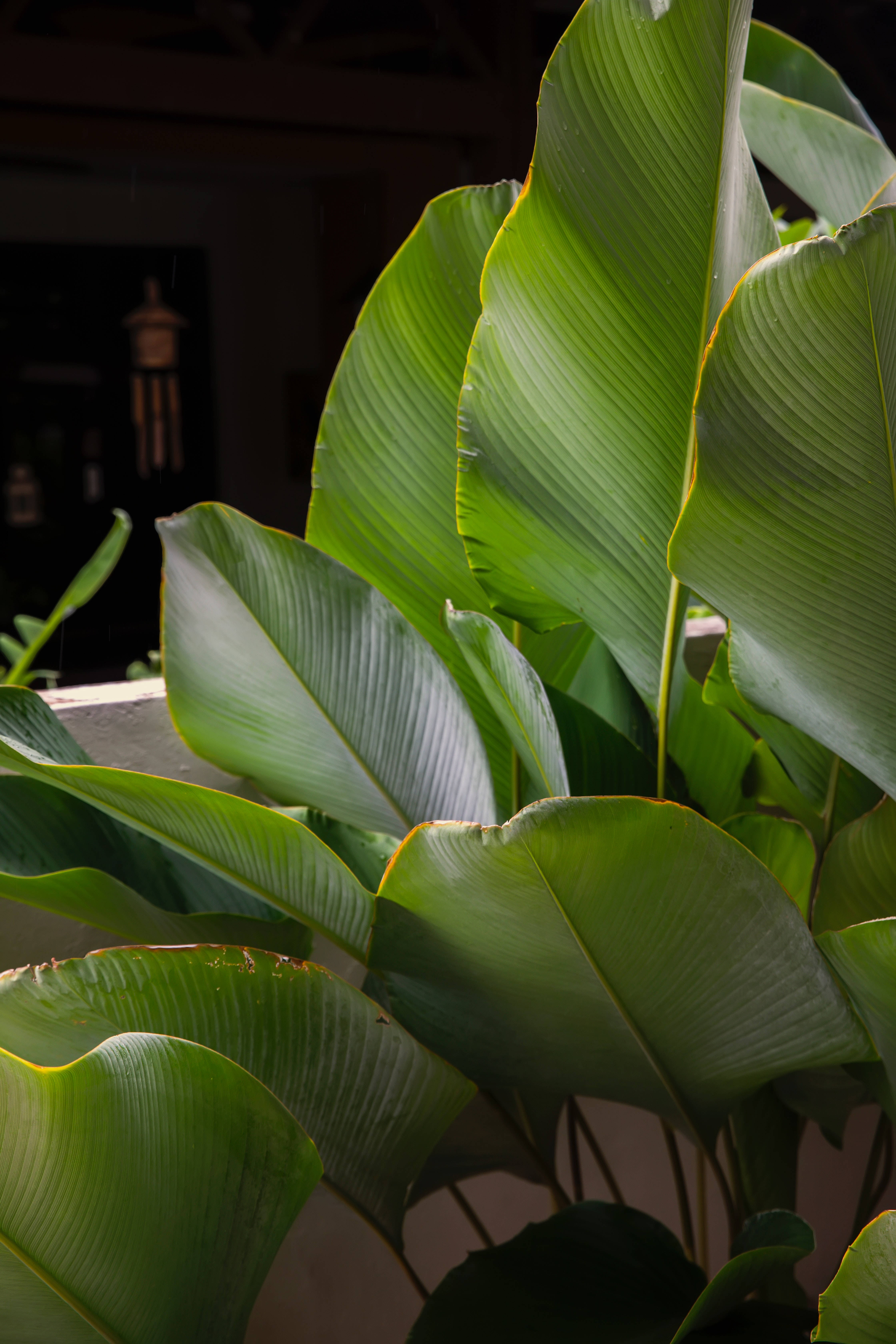 Calathea Lutea Plante Estetikk Bakgrunner