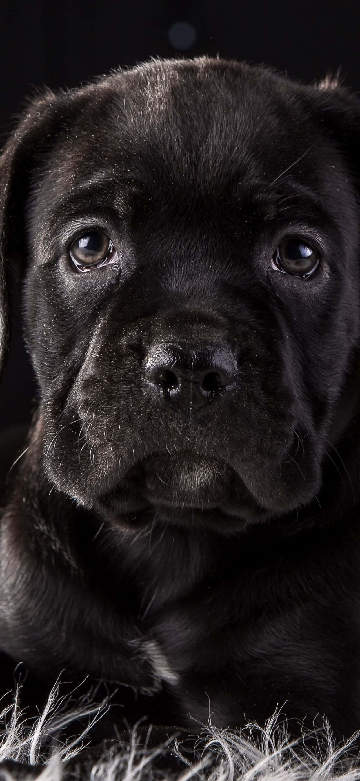 Cane Corso – En lojal og kjærlig rase Bakgrunner