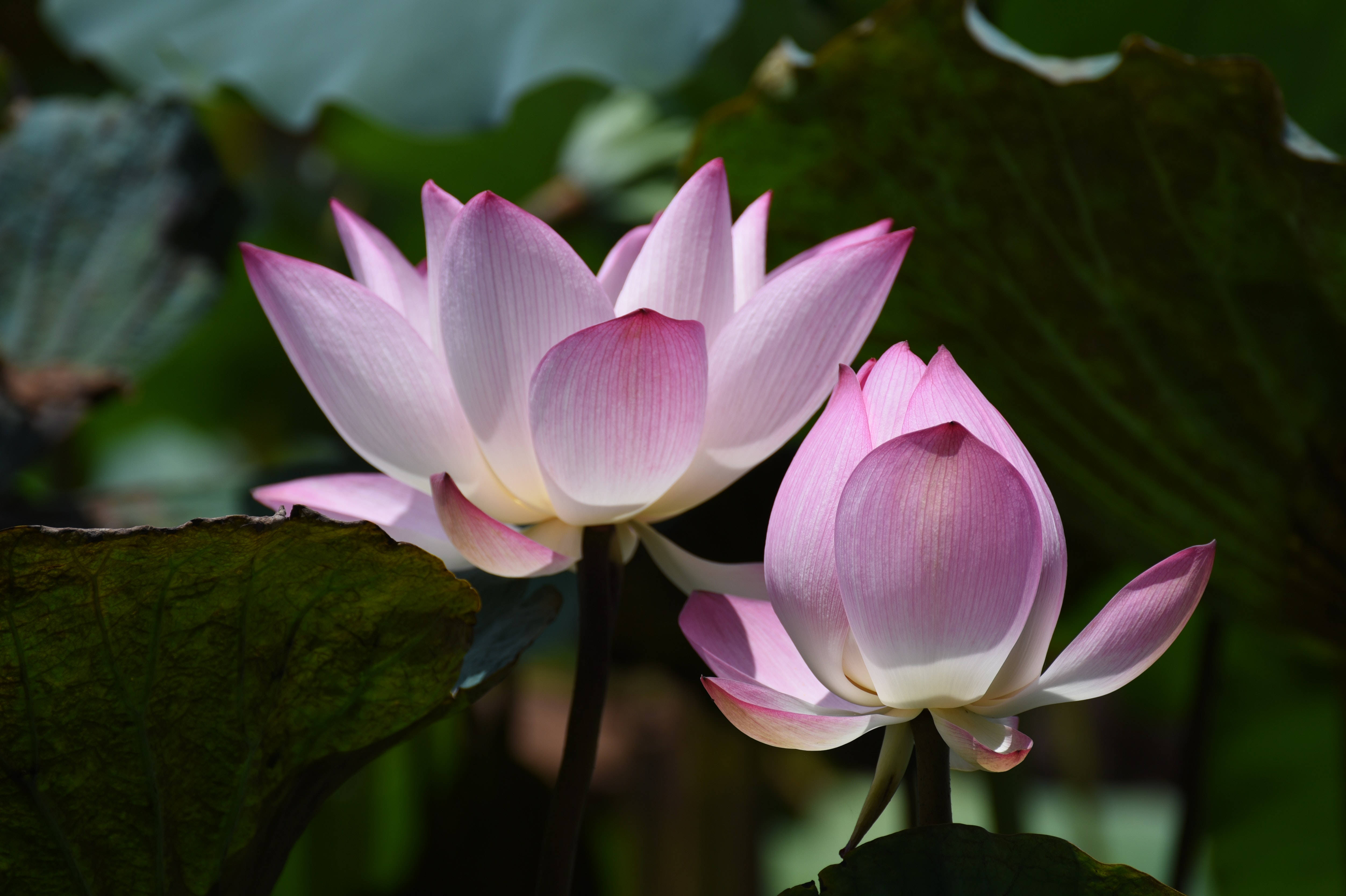 Chawan Basu Lotusblomst Bakgrunner