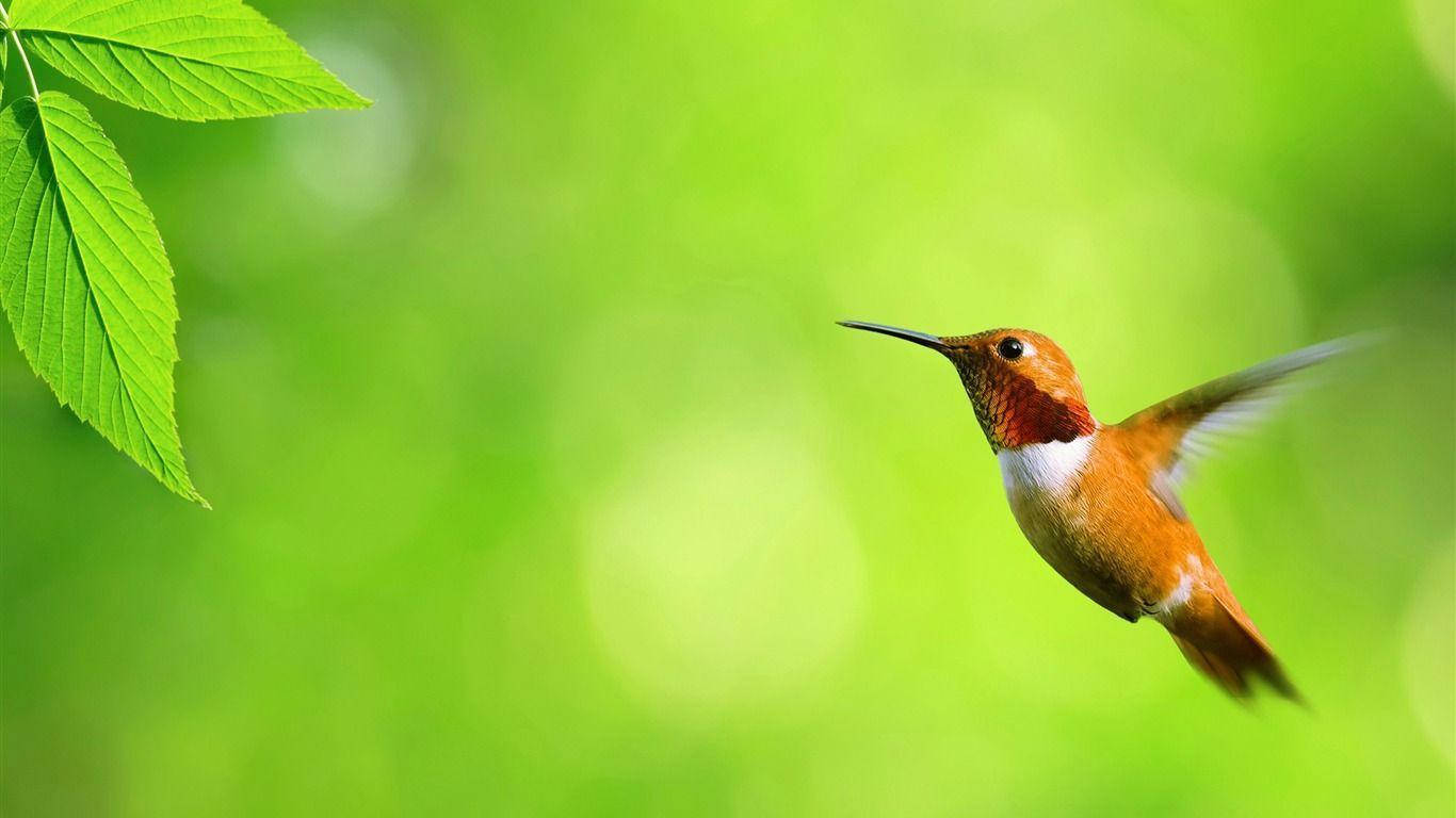 Colibri Kolibri Søt Skrivebord Bakgrunner