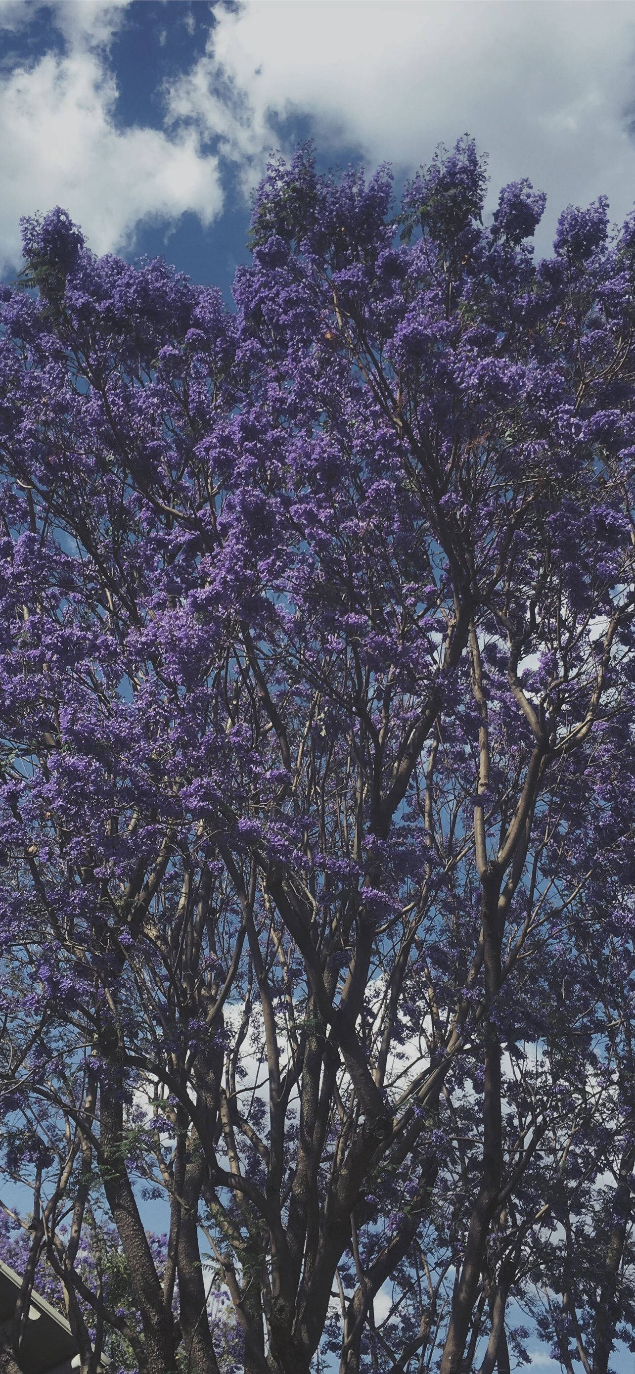 Cool Purple Tree Bakgrunner