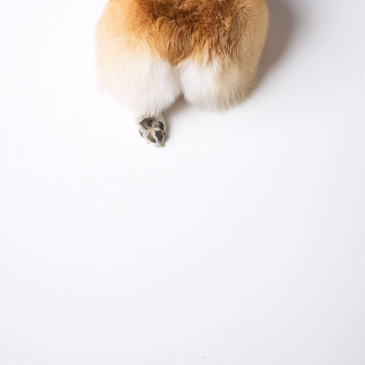 Corgi Rumper Bakgrunner