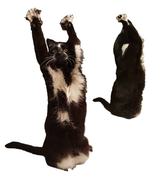 Dansende katt og honninggrevling meme Bakgrunner