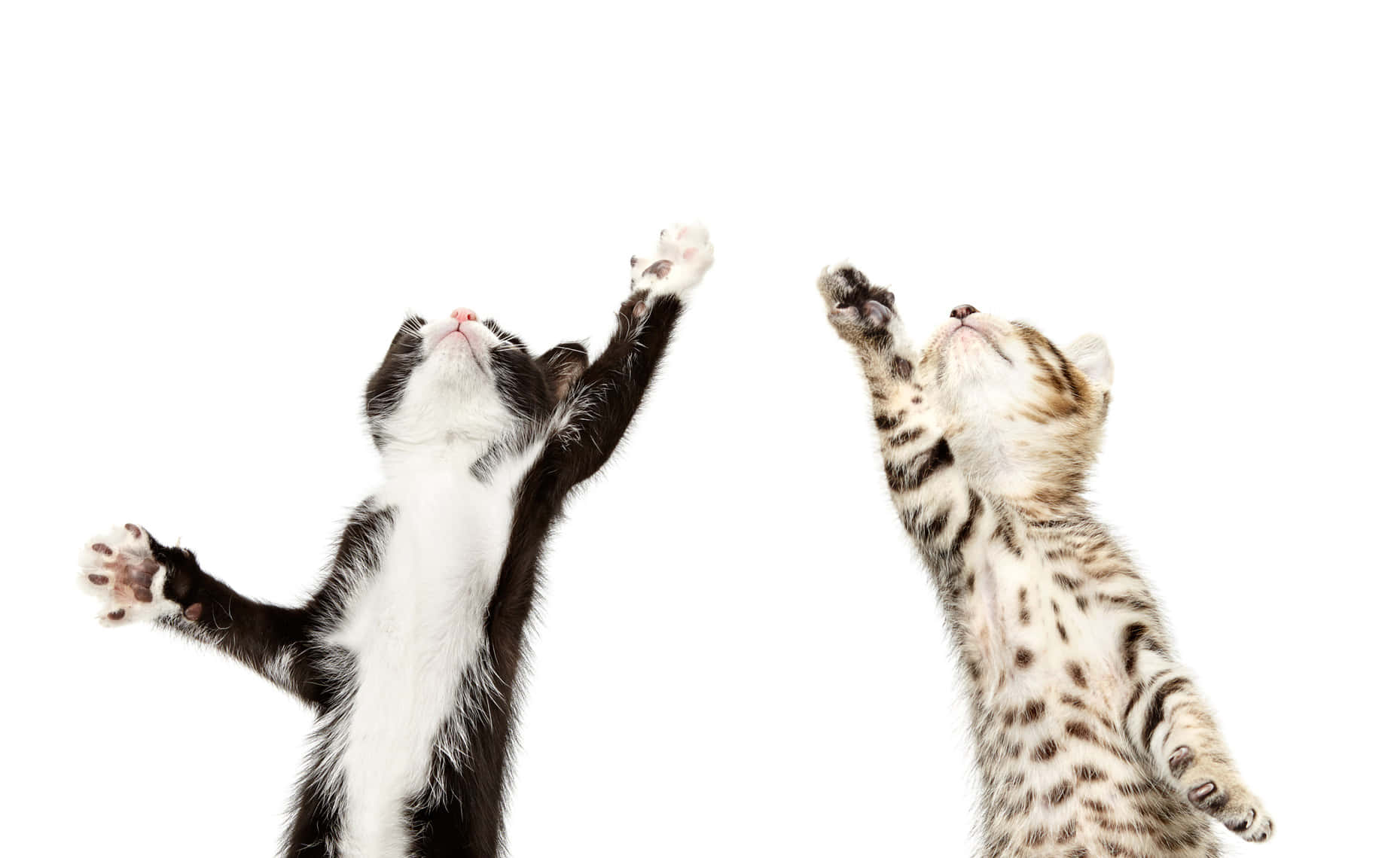 Dansende kattunger gledesfylt bevegelse.JPG Bakgrunner