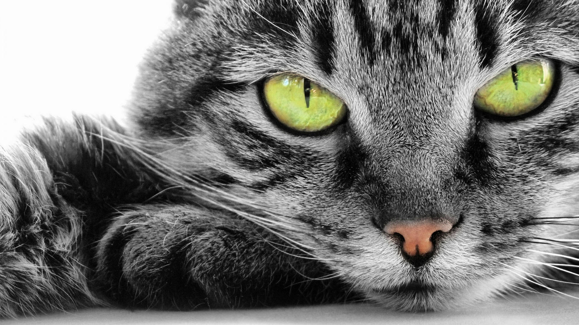 Datamaskin med guløyet katt Bakgrunner