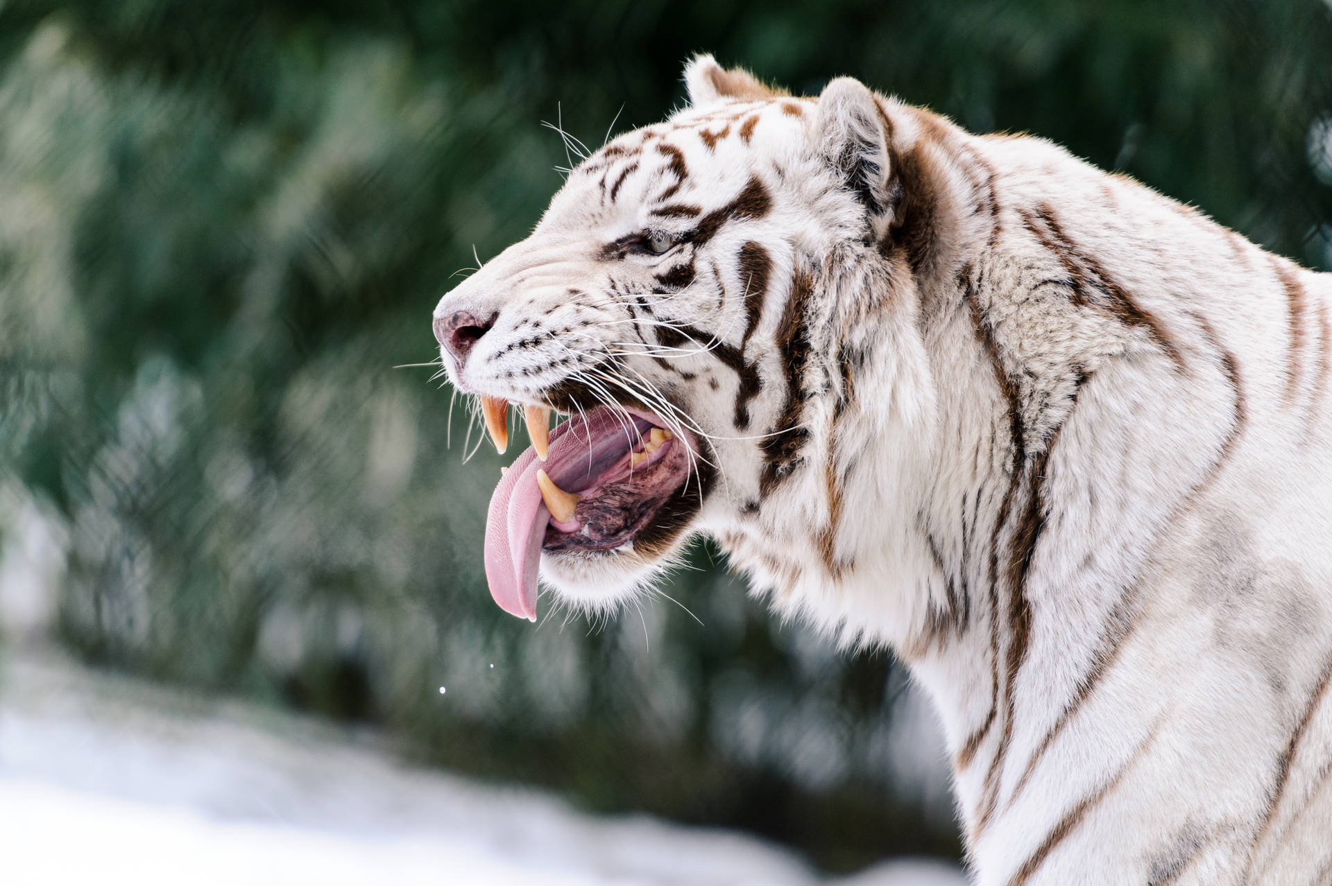 Majestetisk bakgrunnsbilde av en fryktinngytende hvit tiger med brune striper som gliser.