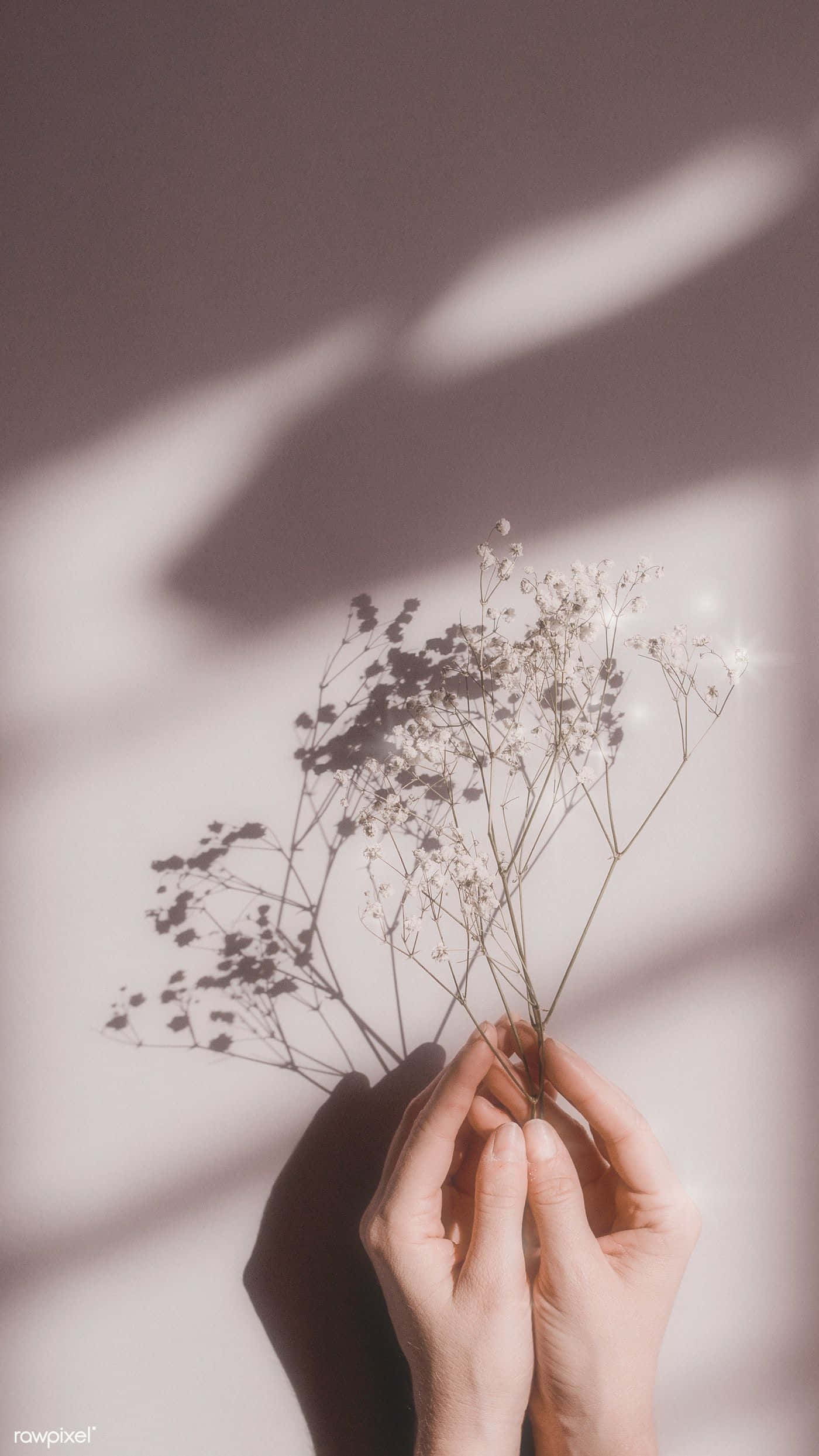 Den perfekte blomsterdetaljen for å lyse opp dagen. Bakgrunner