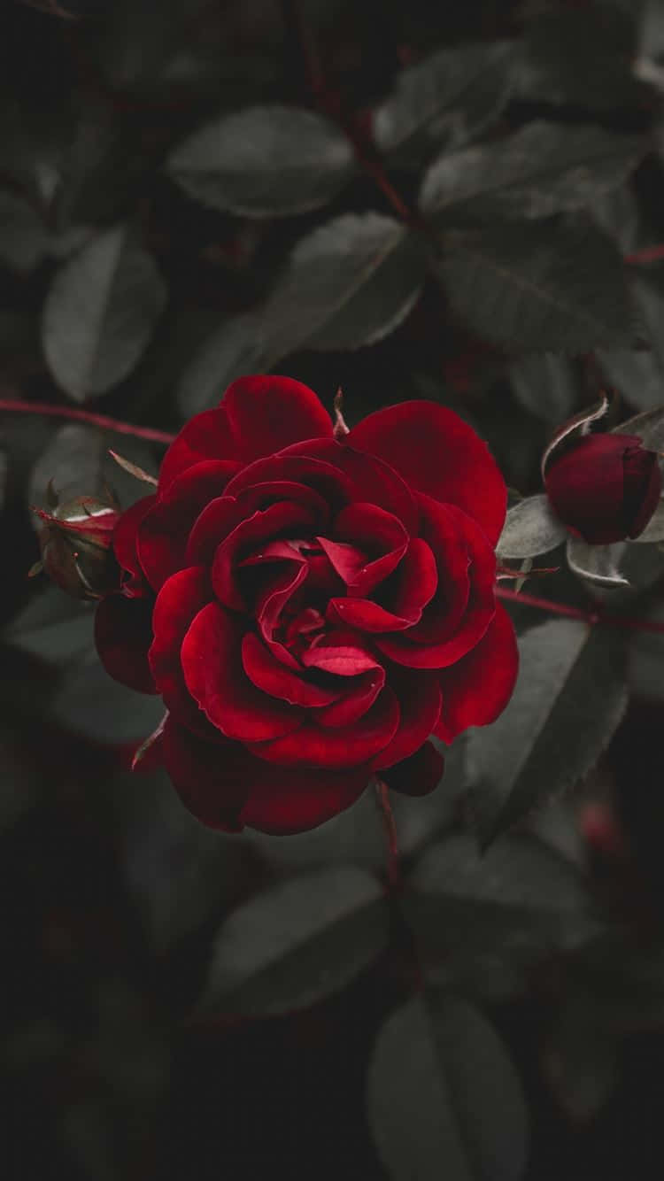 Den perfekte rosen Bakgrunner