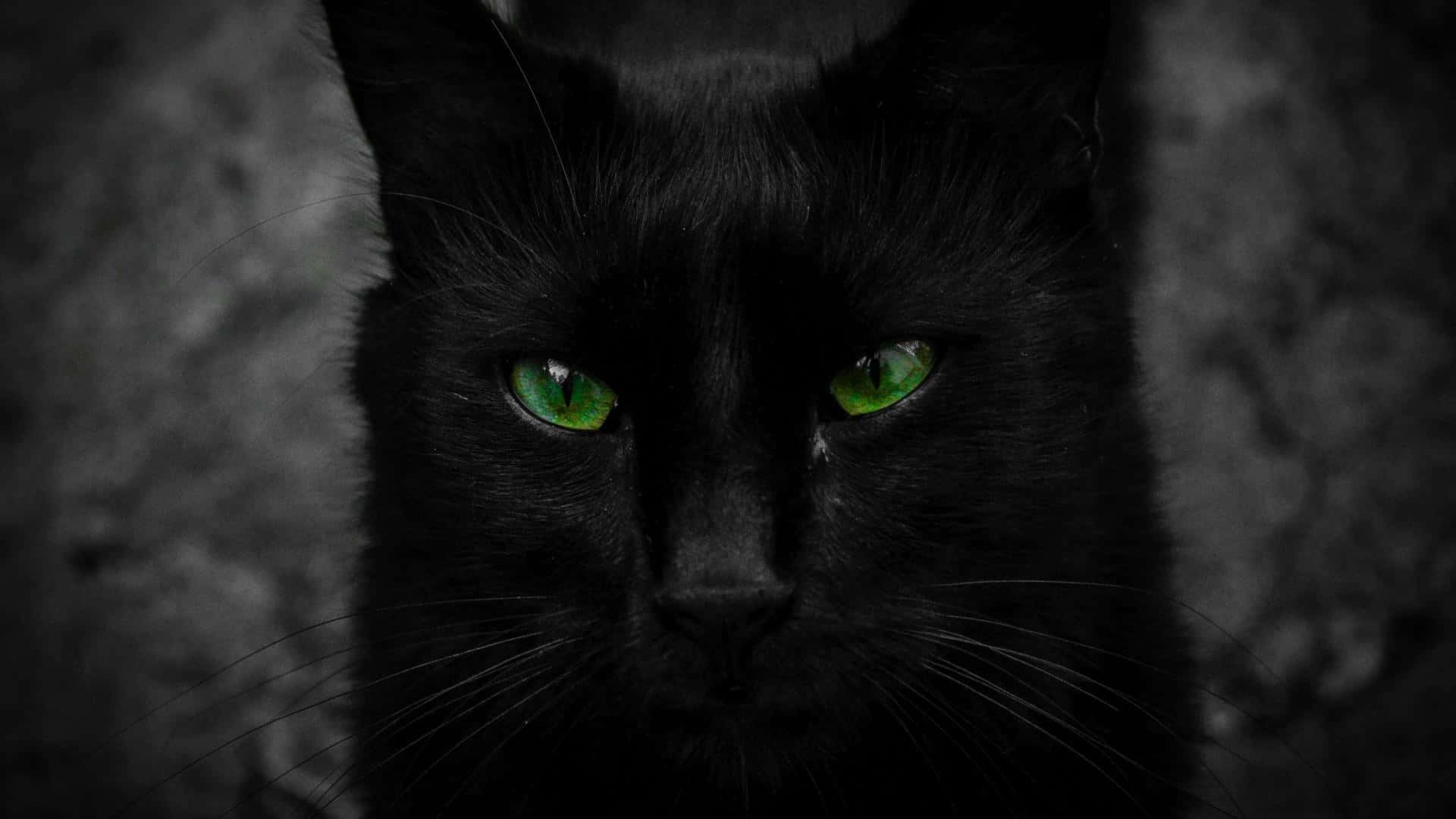 Den uavhengige blikket til en svart katt Bakgrunner