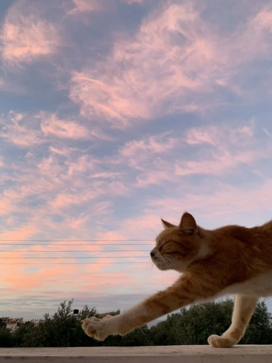 Den ultimate estetiske katten Bakgrunner