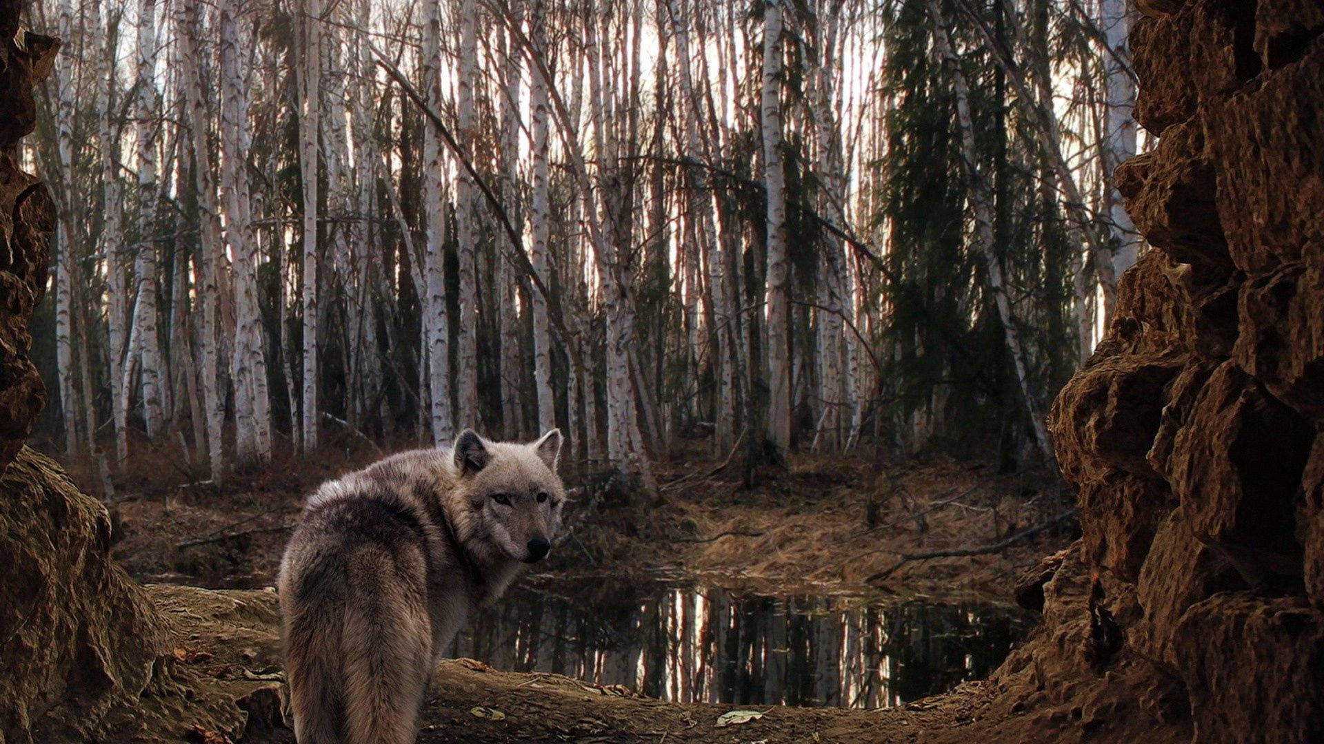 Den ville skjønnheten til en majestetisk ulv i sitt naturlige habitat. Bakgrunner
