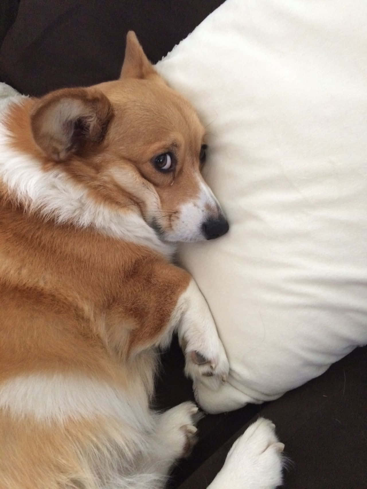 Denne Corgien vet hvordan han får seg en god latter! Bakgrunner