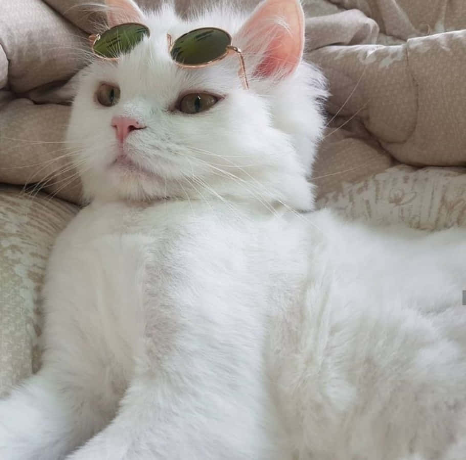 Denne estetiske katten sitter rolig i en hage med ville blomster Bakgrunner